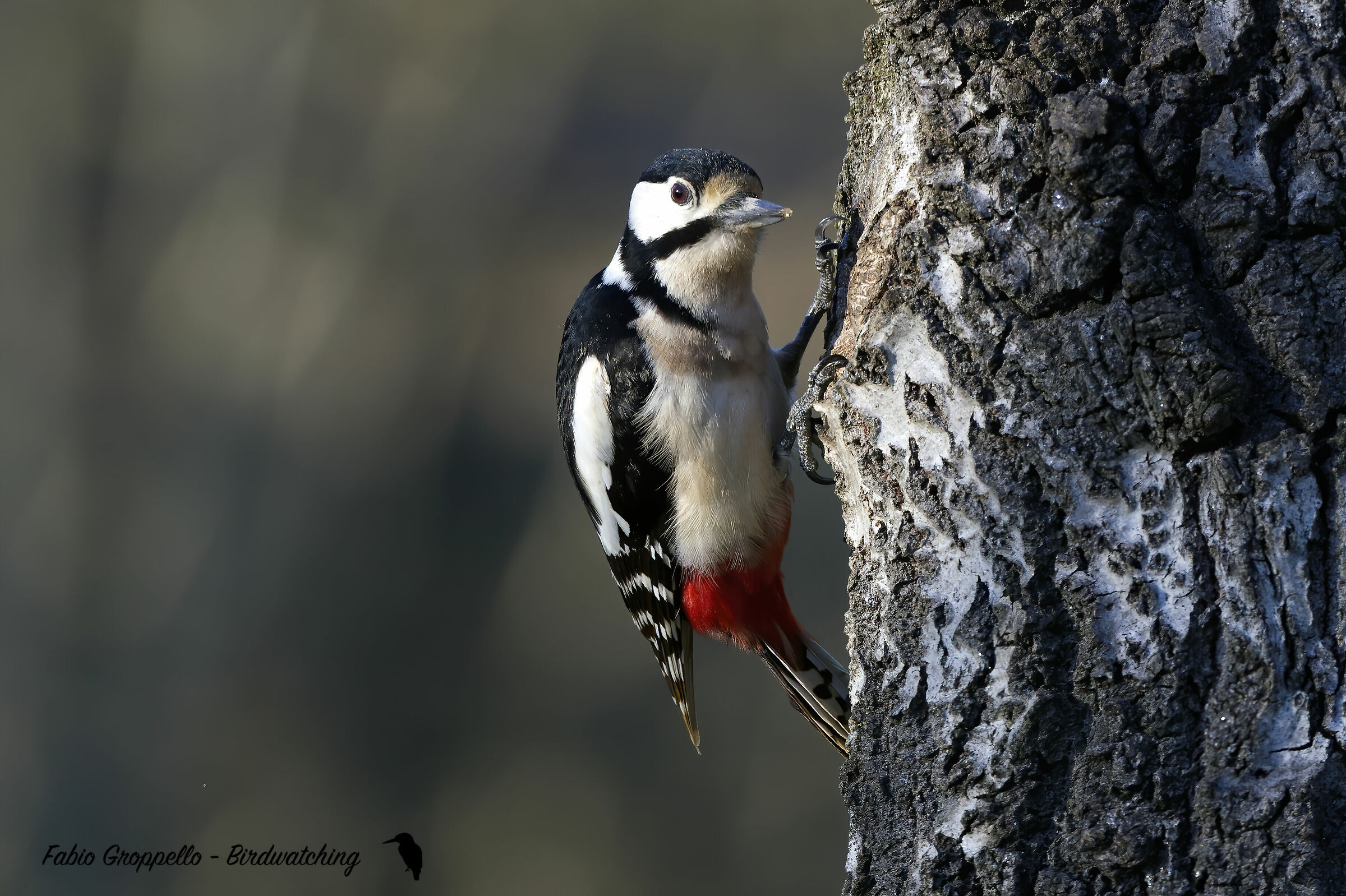 Picchio Rosso Maggiore