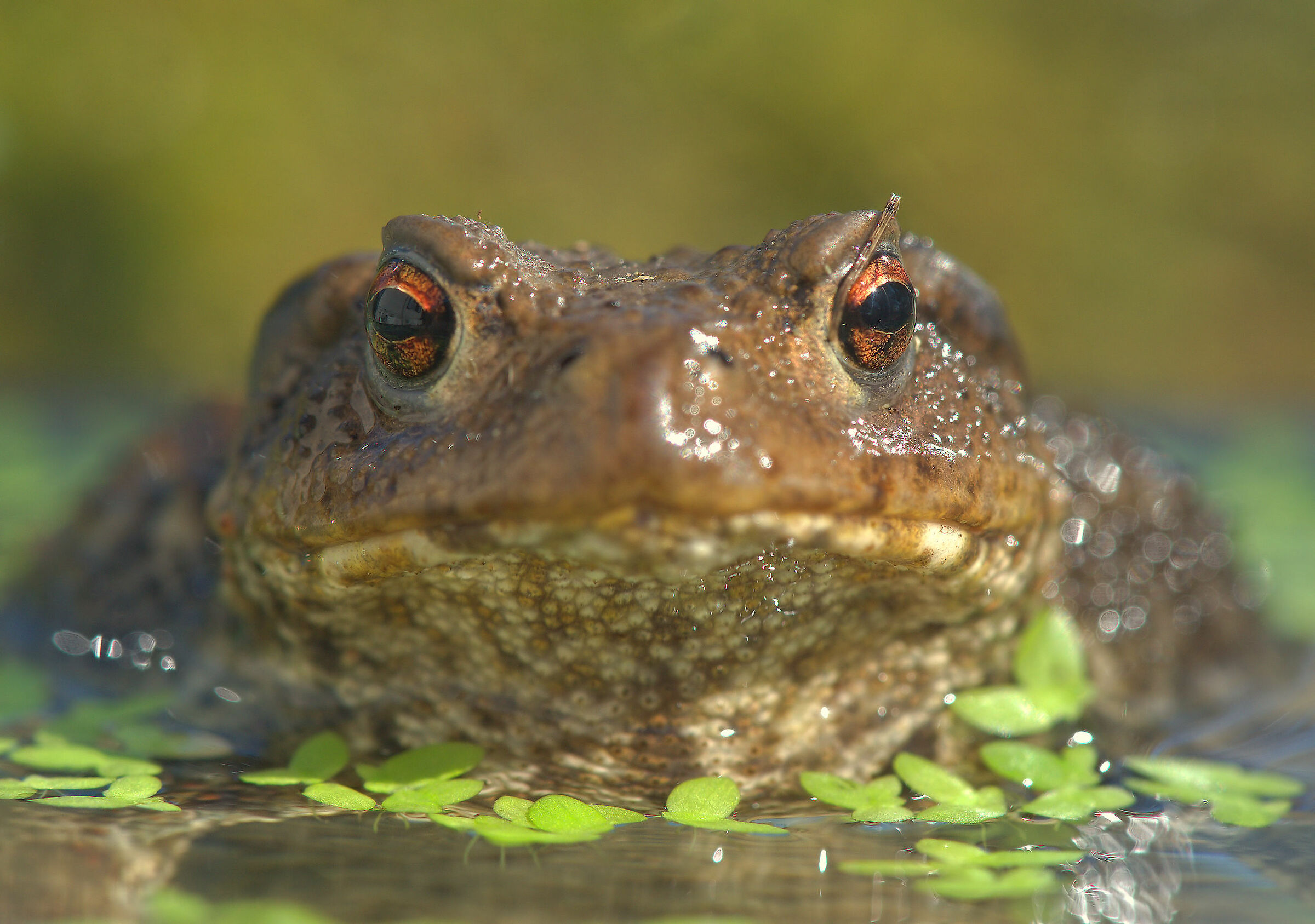 Common male toad