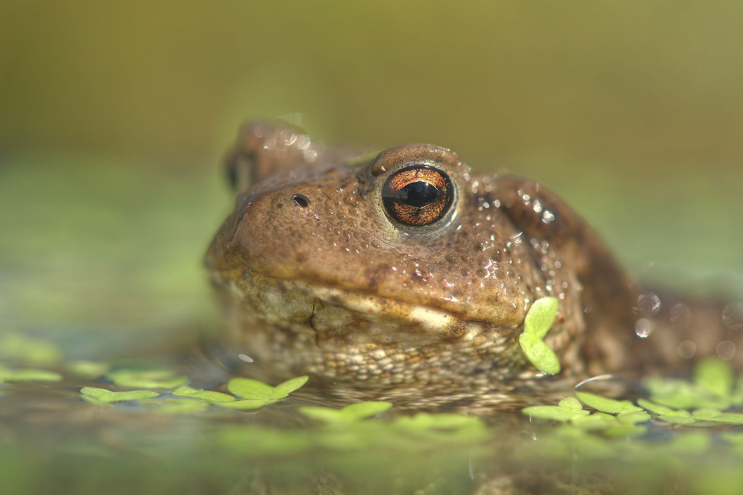 Common male toad
