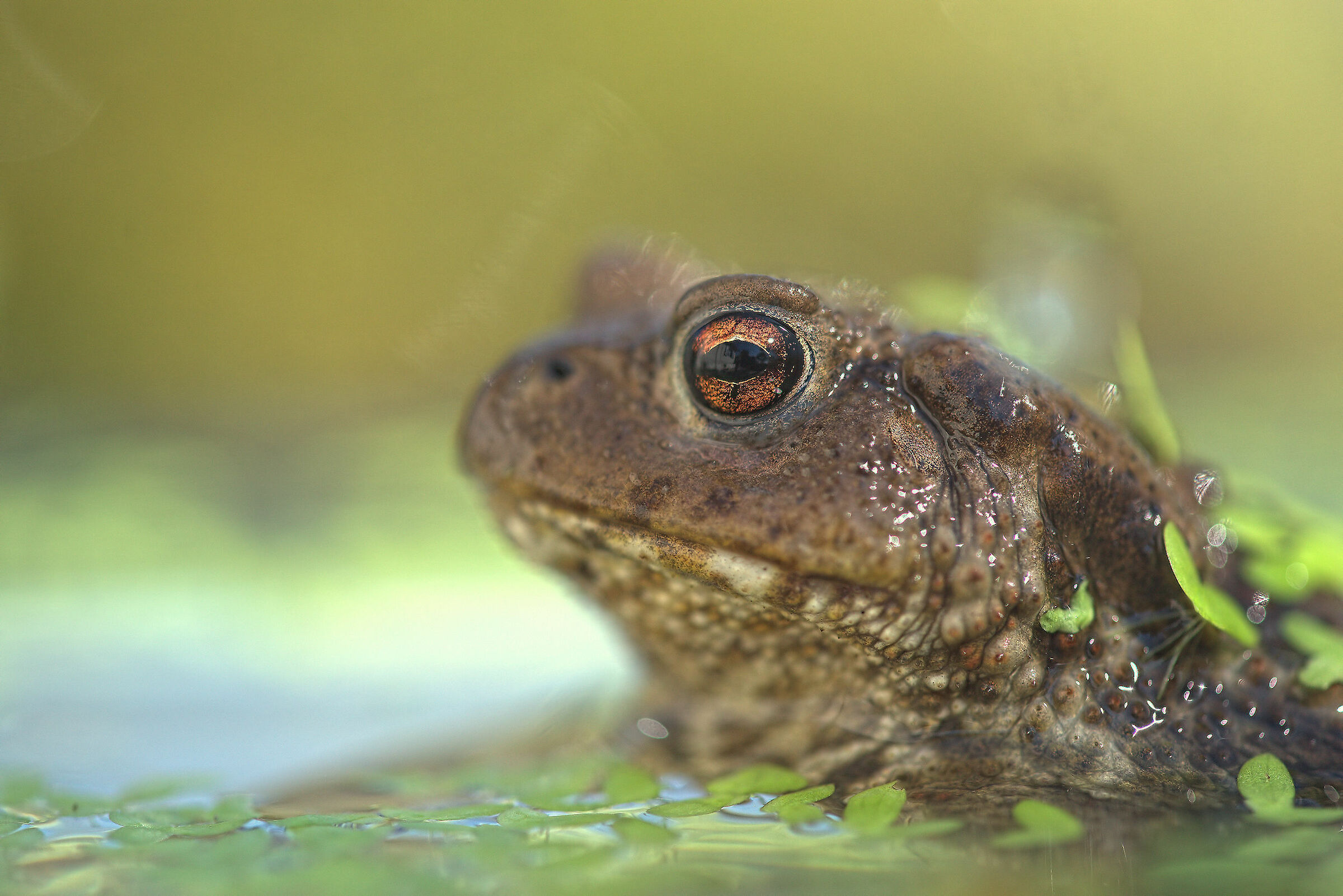 Common male toad