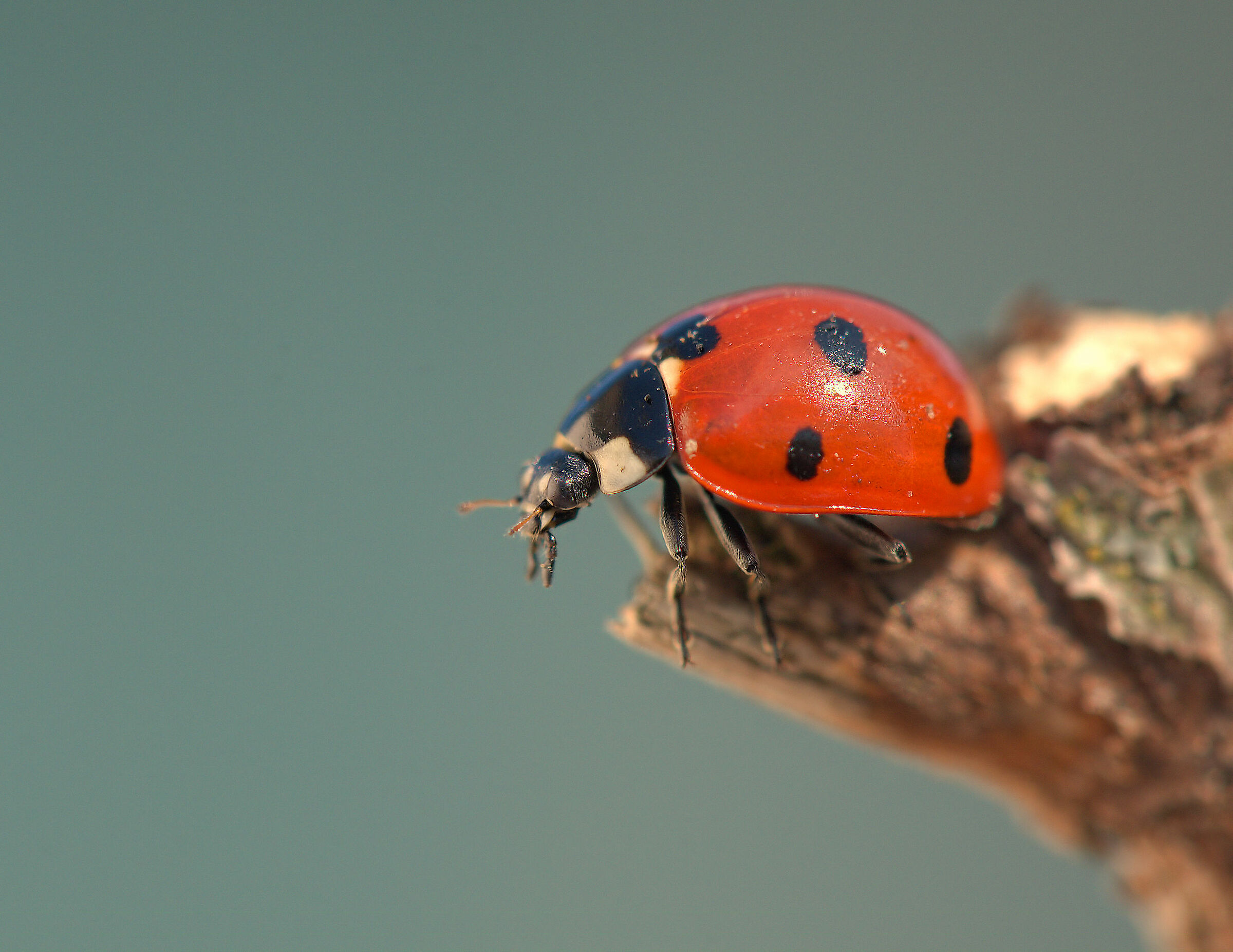 Ladybug