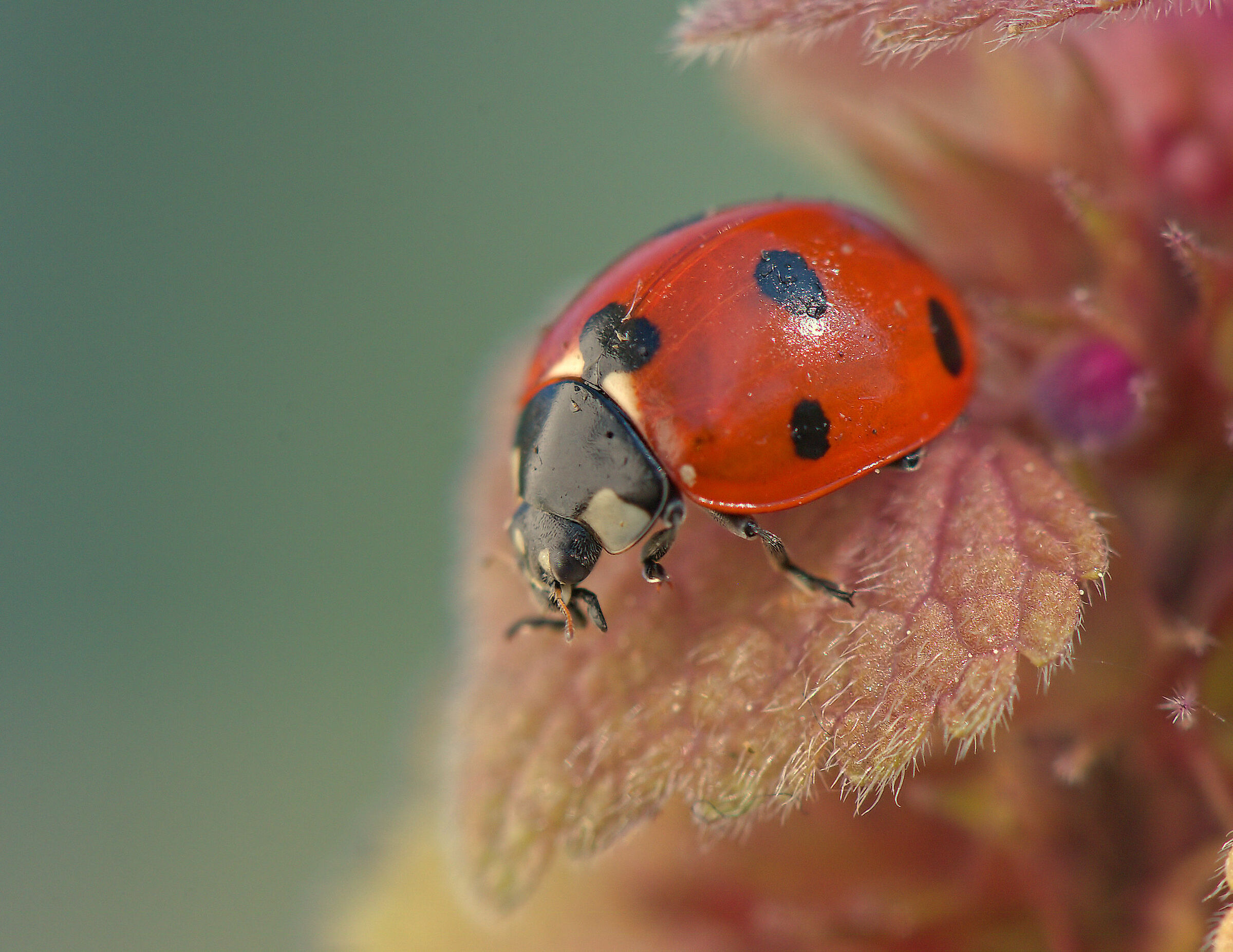 Ladybug