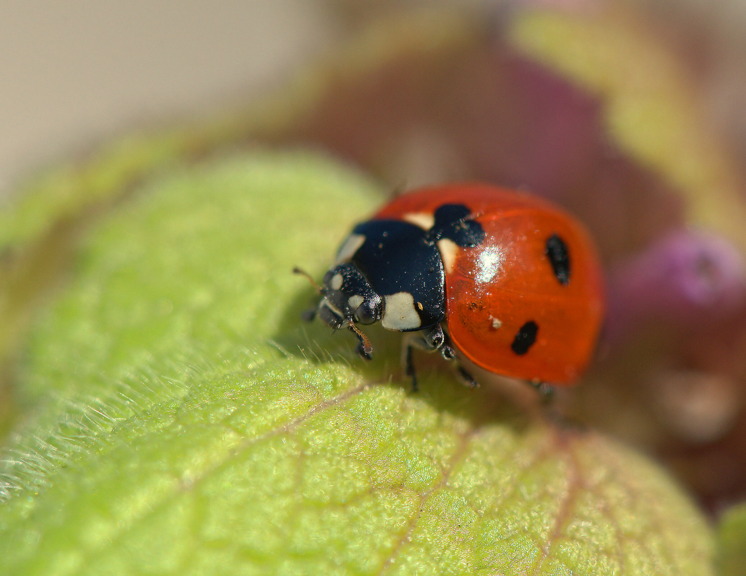 Ladybug