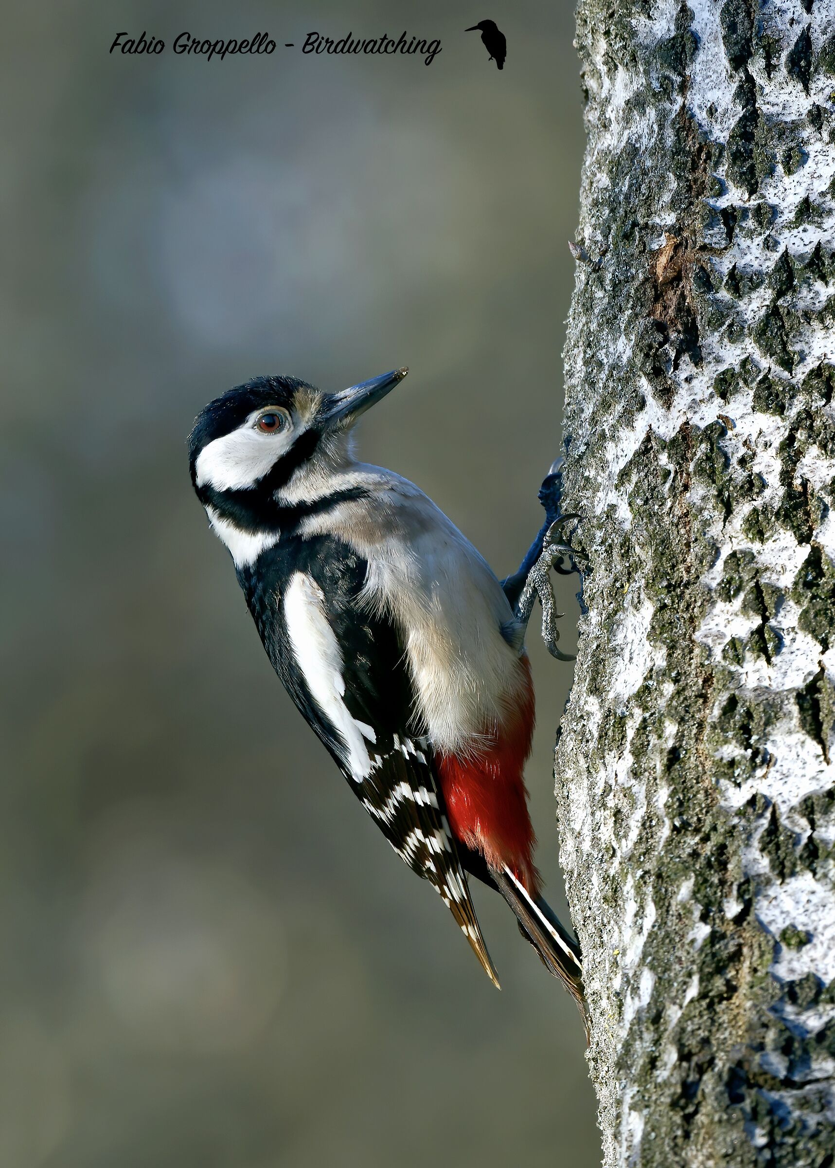 Picchio Rosso Maggiore