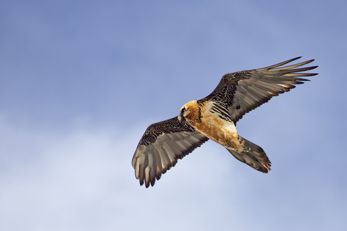 Sua maestà il Gipeto: Re delle Alpi