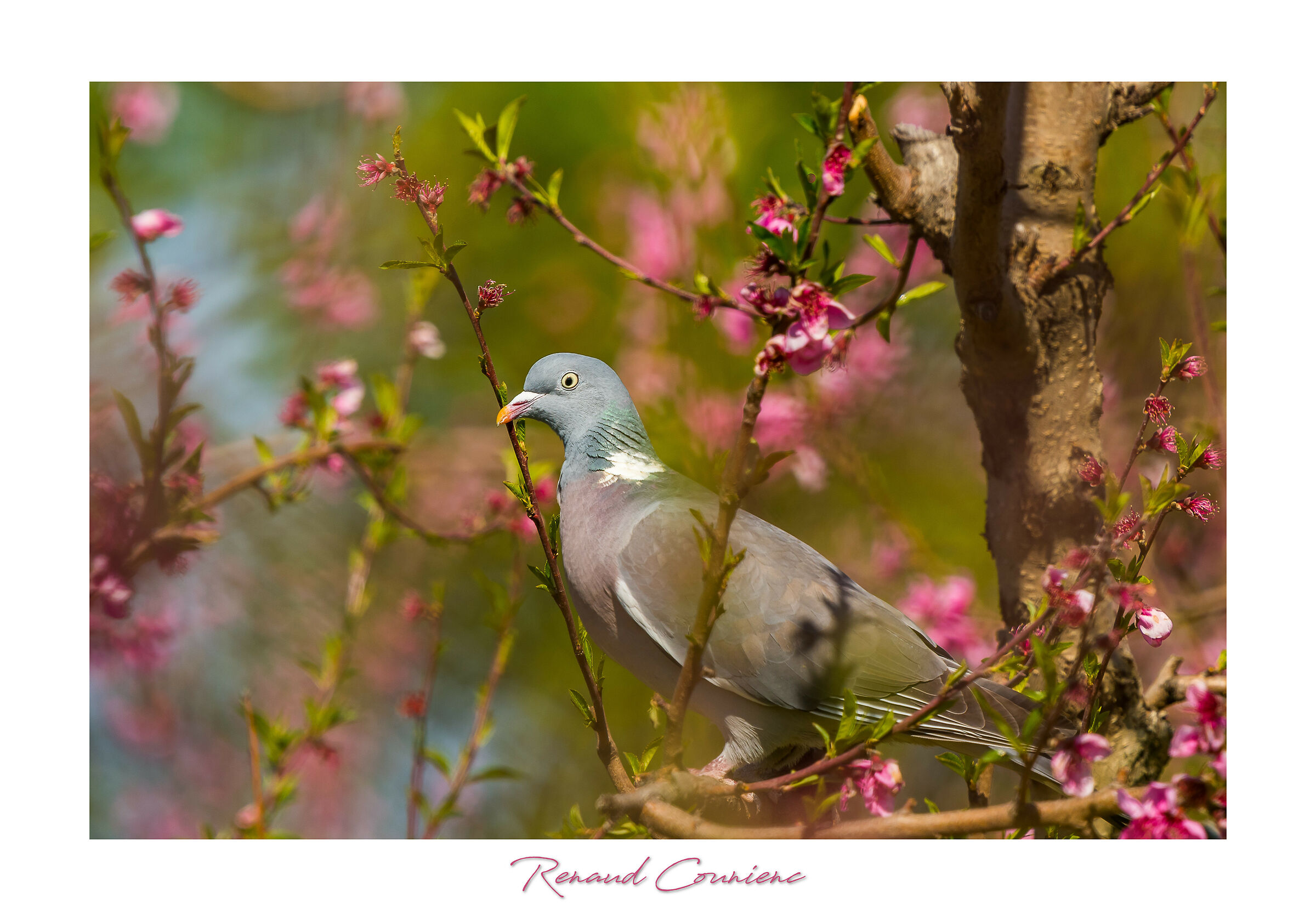 Palumbus Di Columba in alberi di pesca in fiore