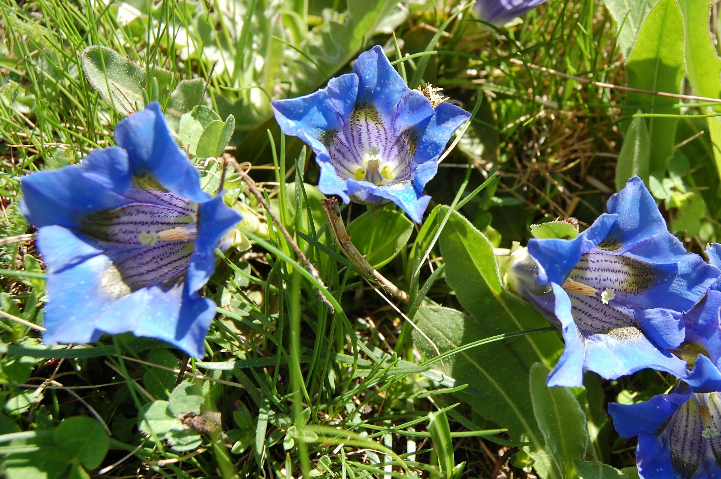 gentian
