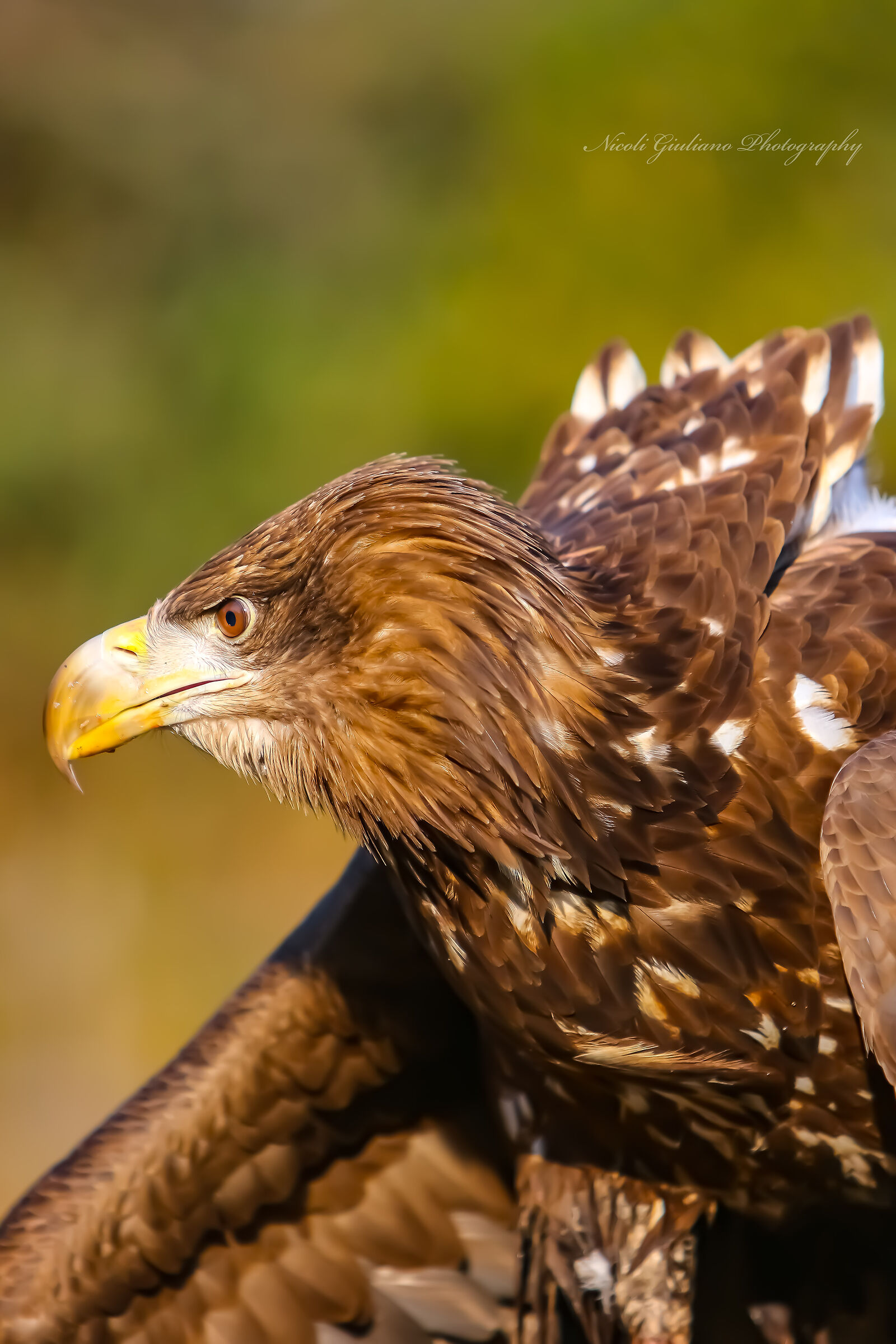 Aquila di mare coda bianca