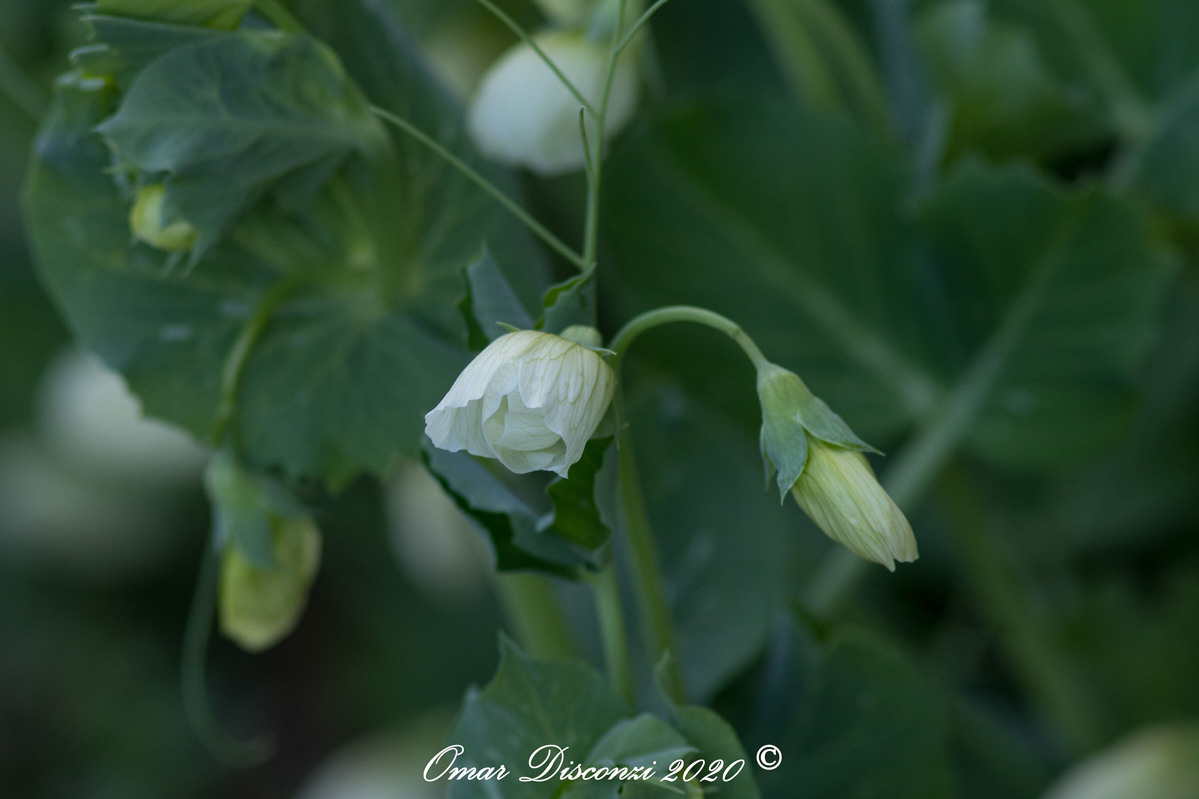 fiori di pisum sativum