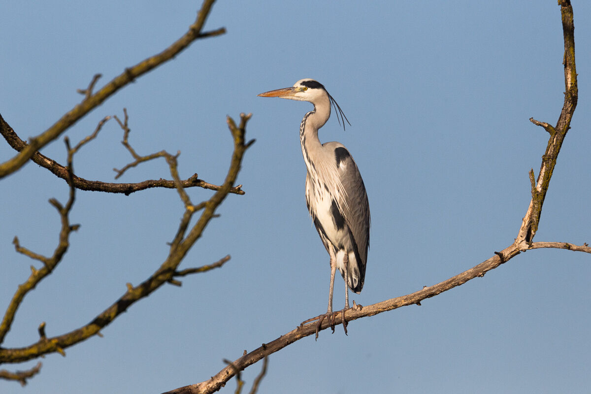 Ash heron at sunset ...