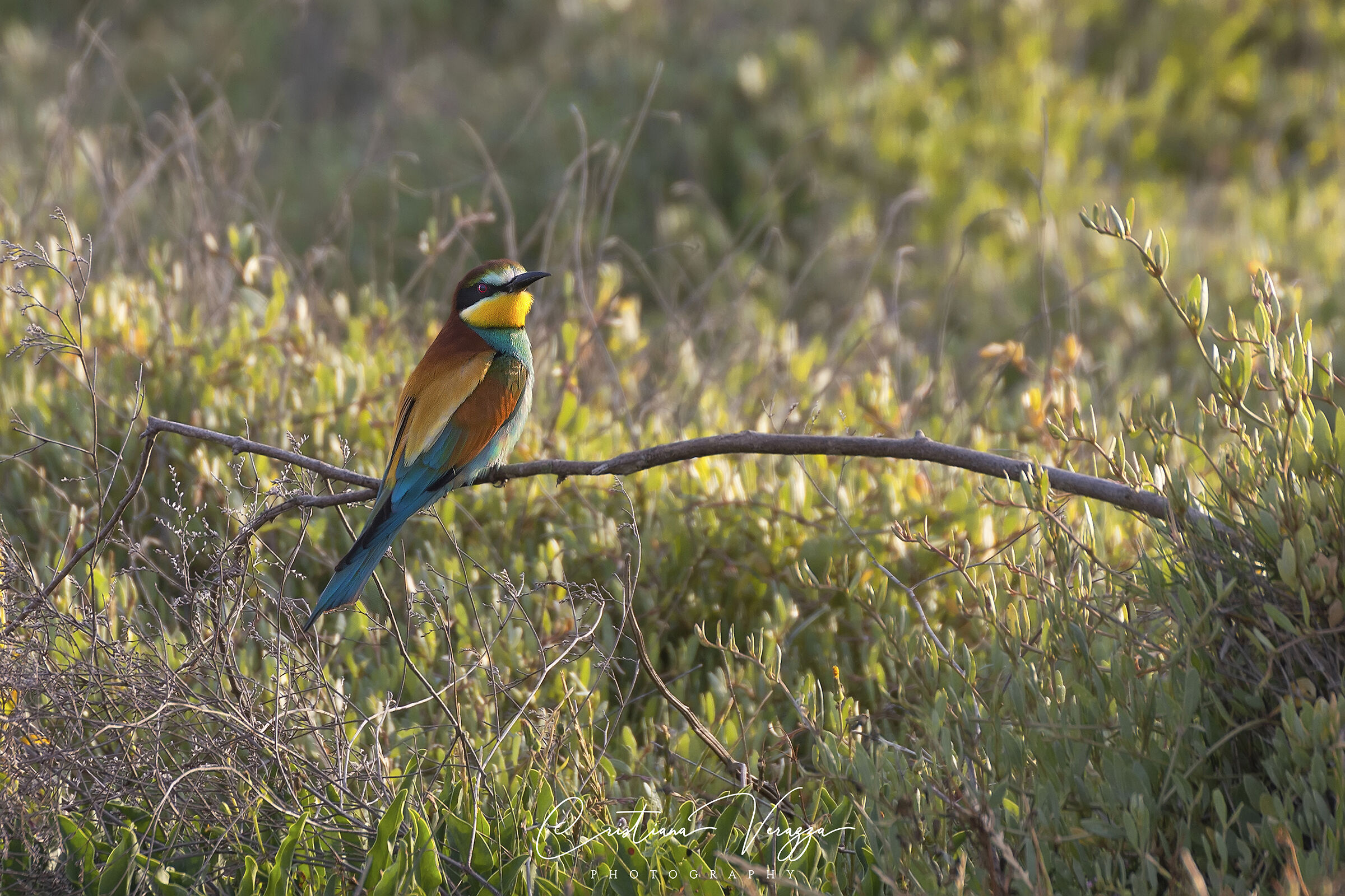 Bee-eater