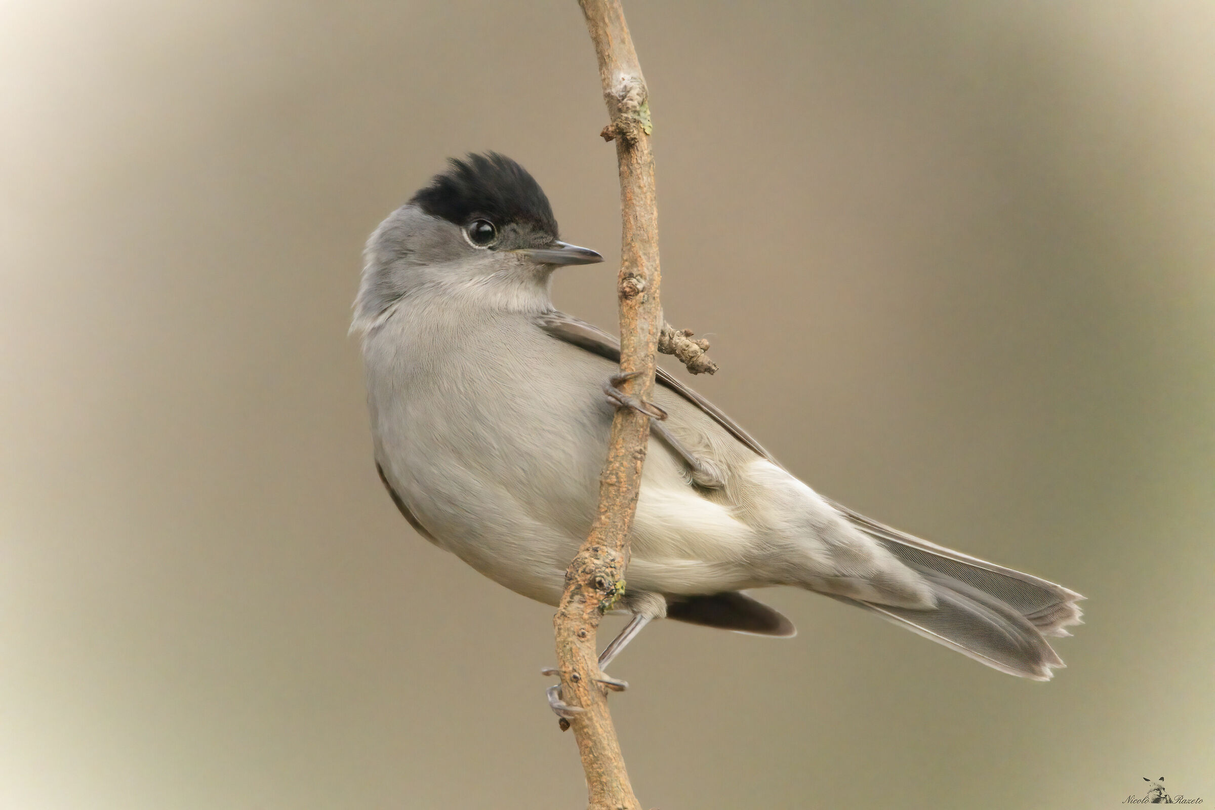 Blackcap