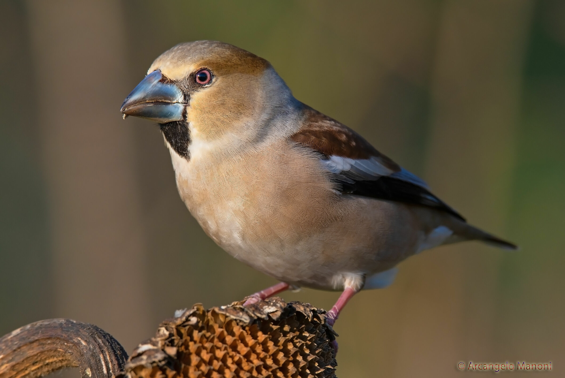 The new visit of the frosone