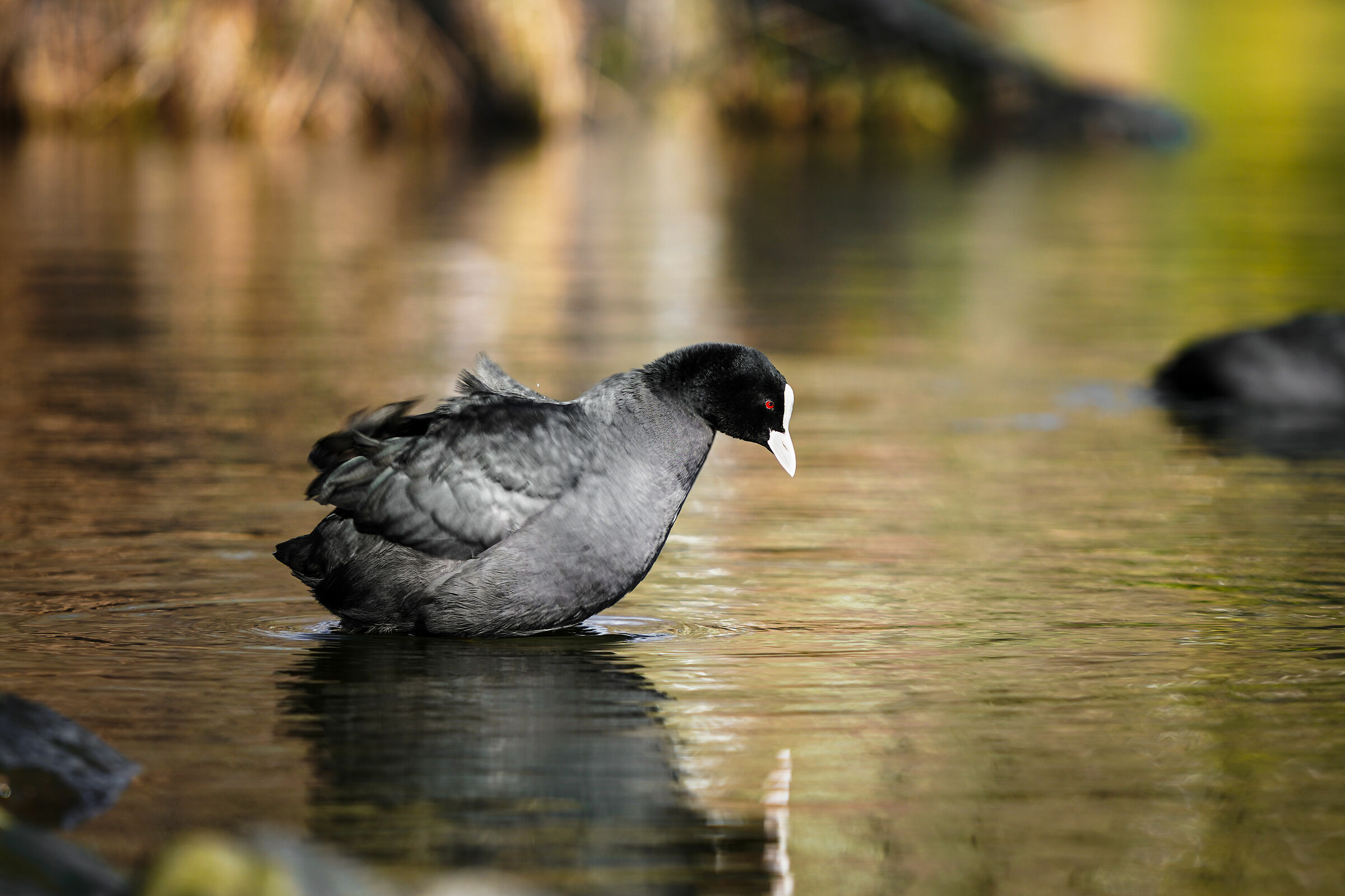 Common coot