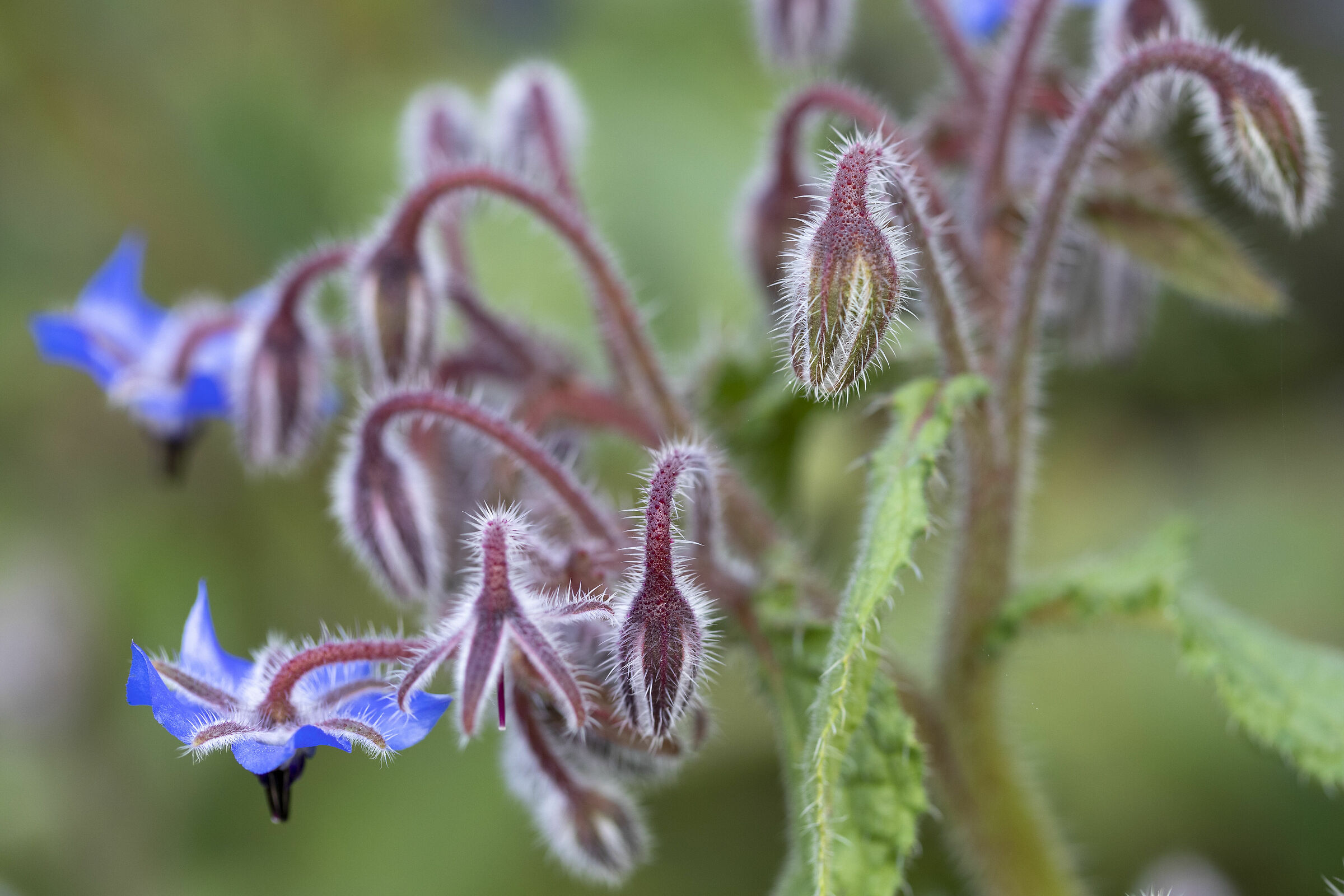 Flowers of my garden 1