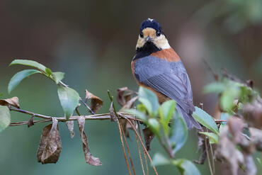 Parus varius