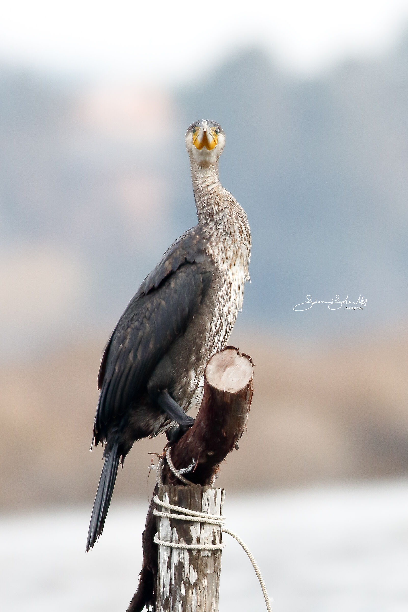 Are you saying to me?! (Phalacrocorax carbo, L., 1758)