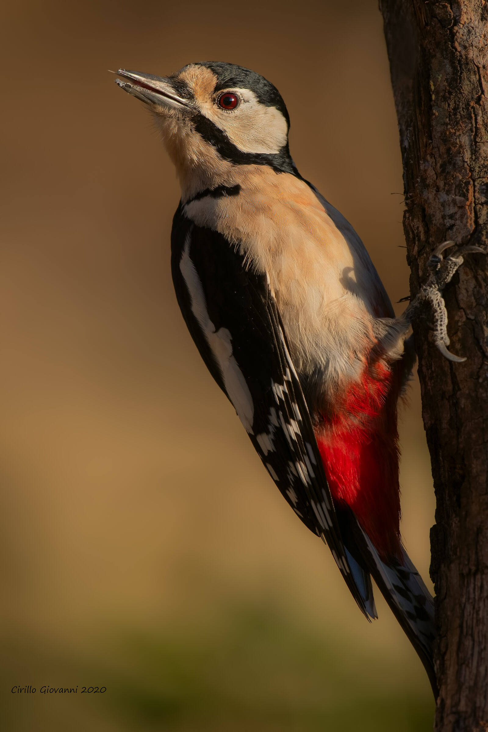 picchio rosso maggiore femmina