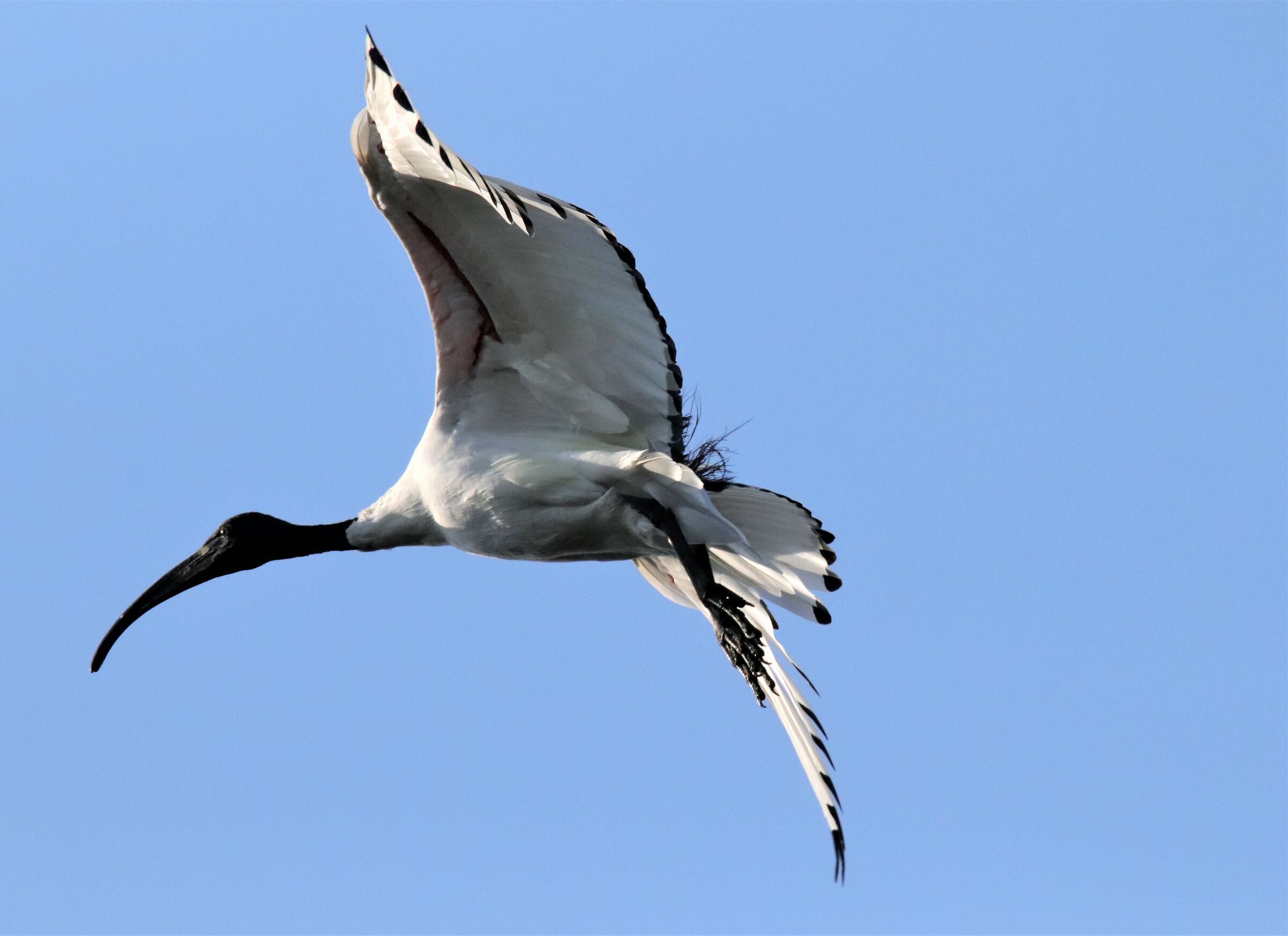 ibis in landing