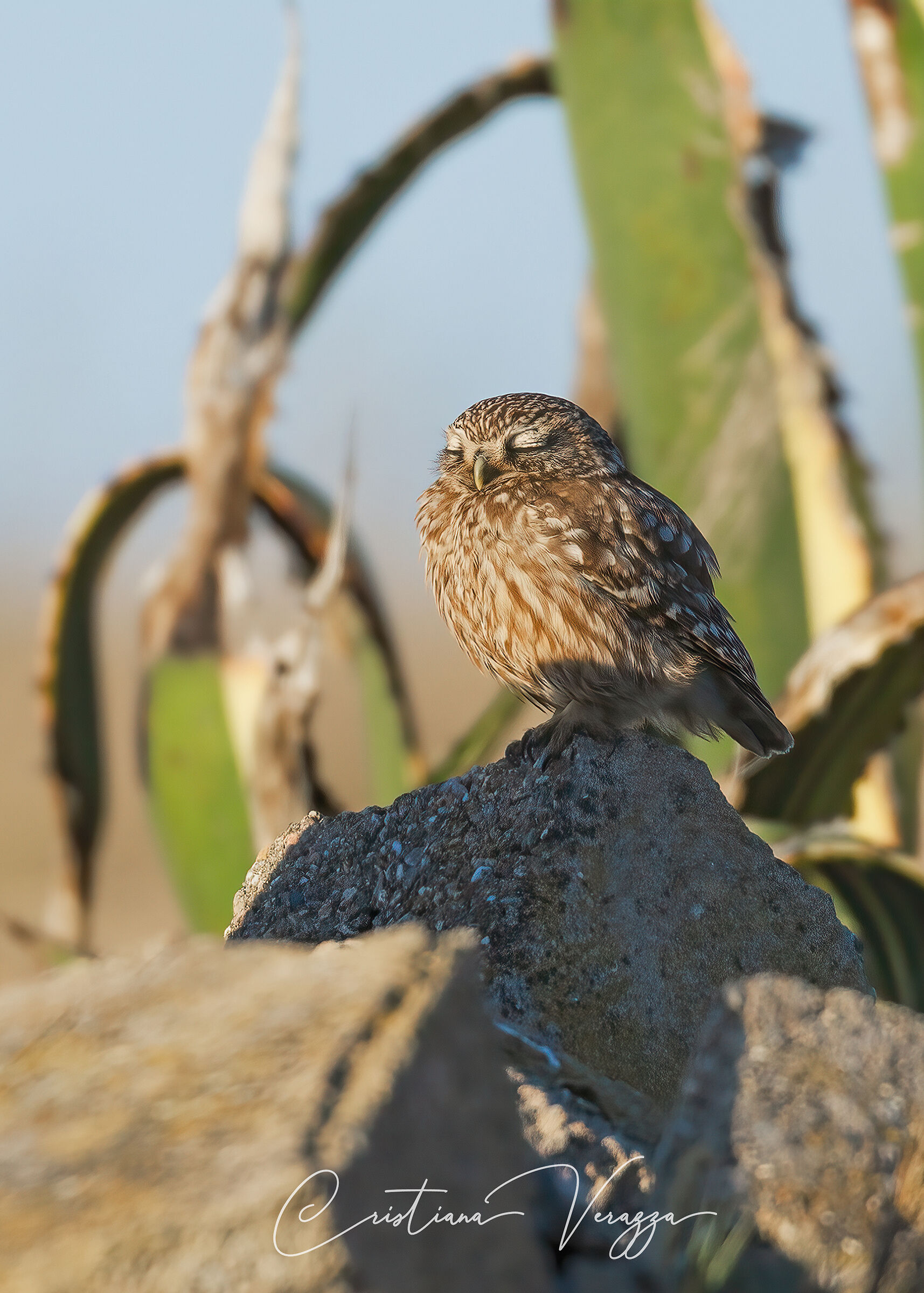 Sleepy owl