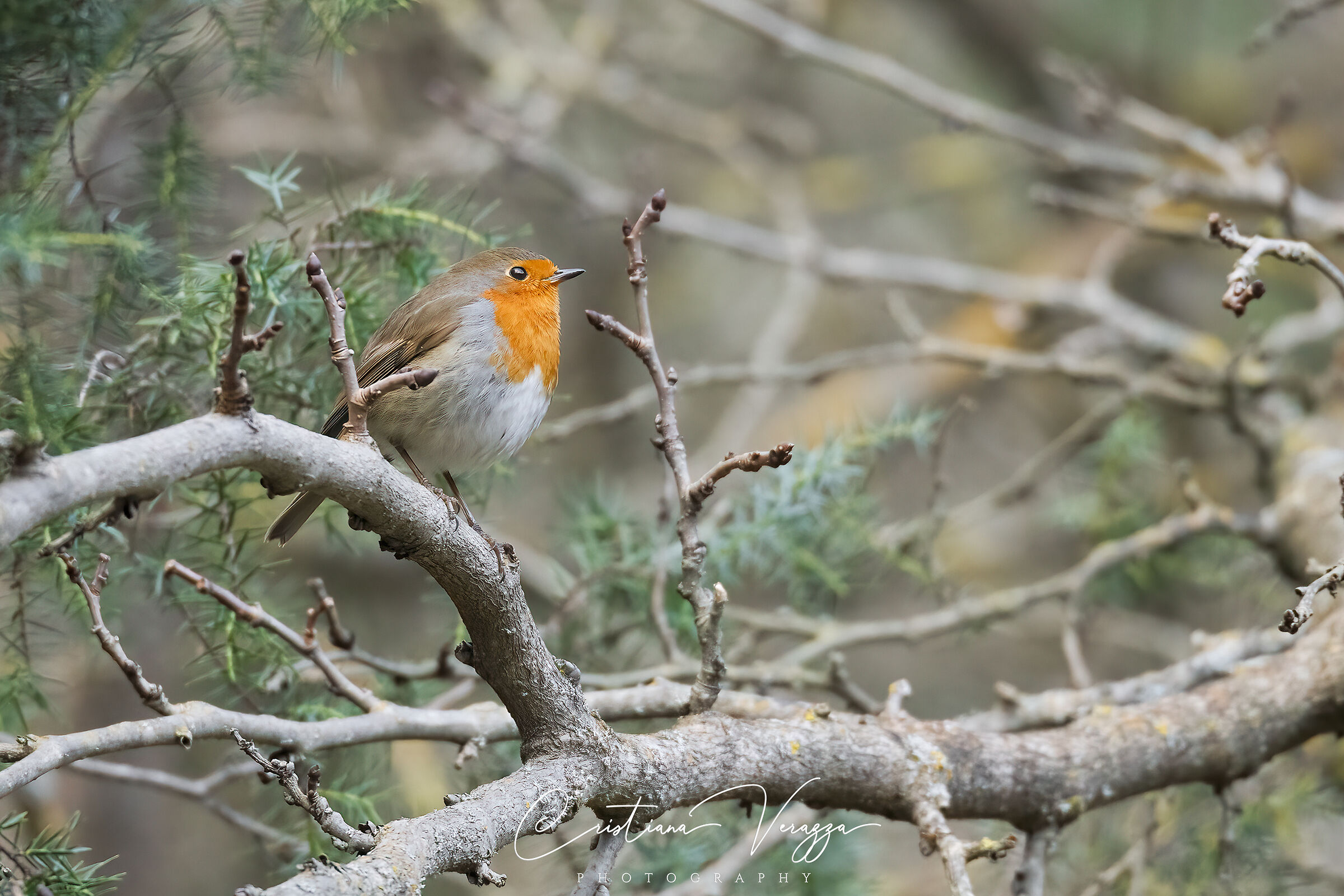 Robin