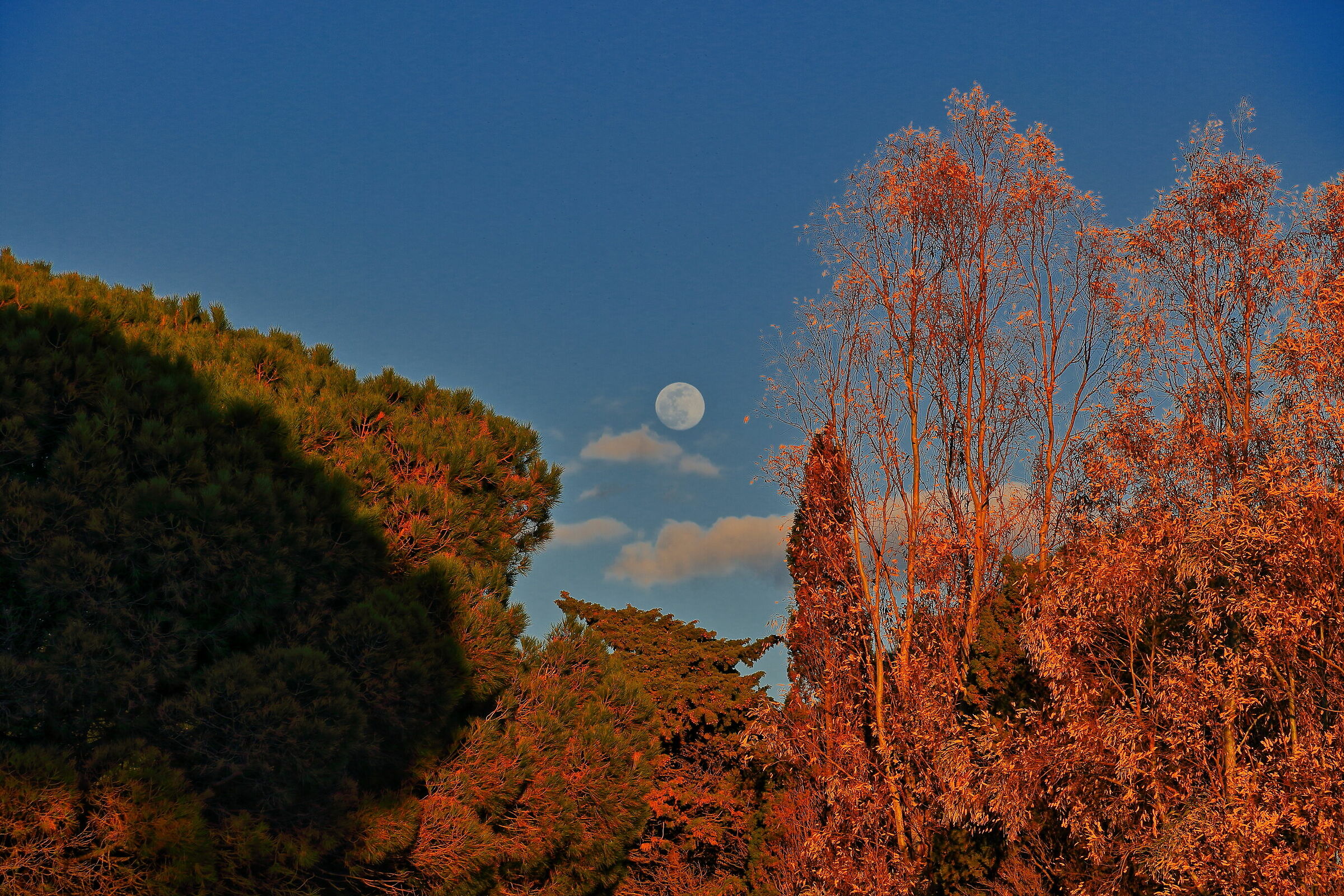 Moon in the fronds