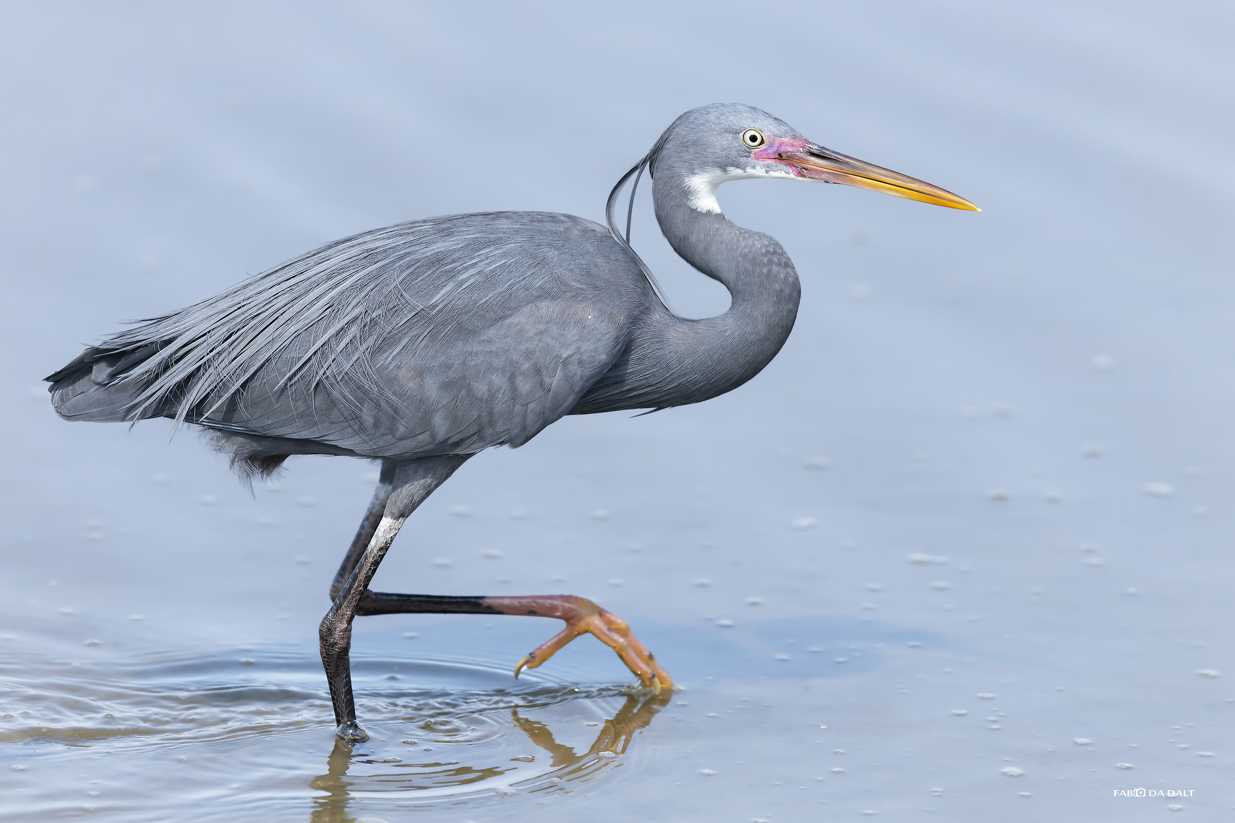 Heron Schistaceus