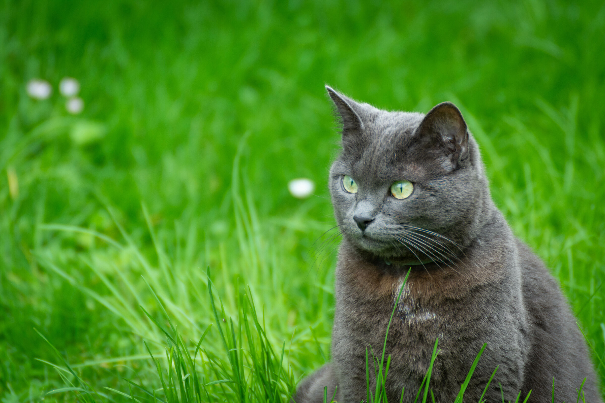 "Malvina"  La gatta di casa