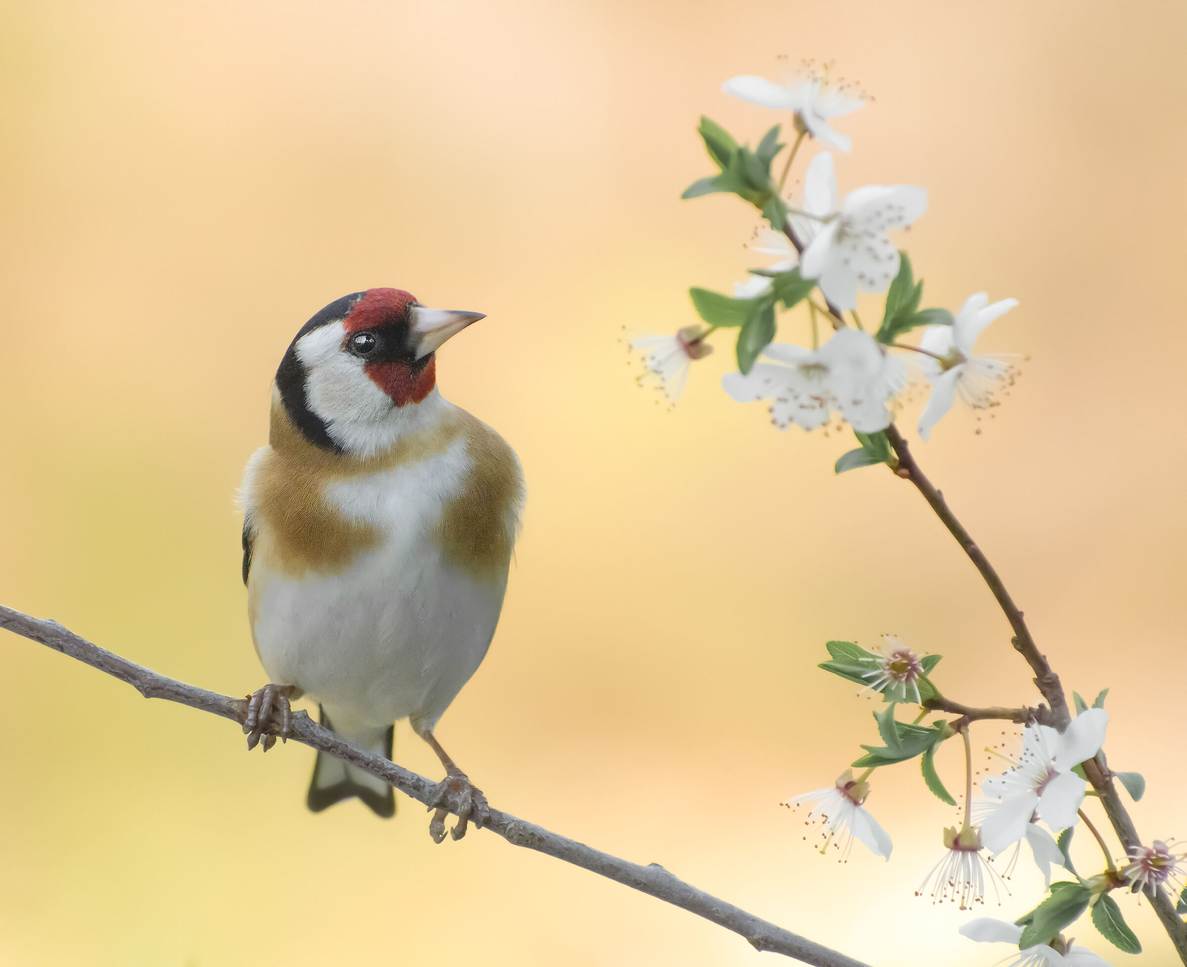Il cardellino e i fiori