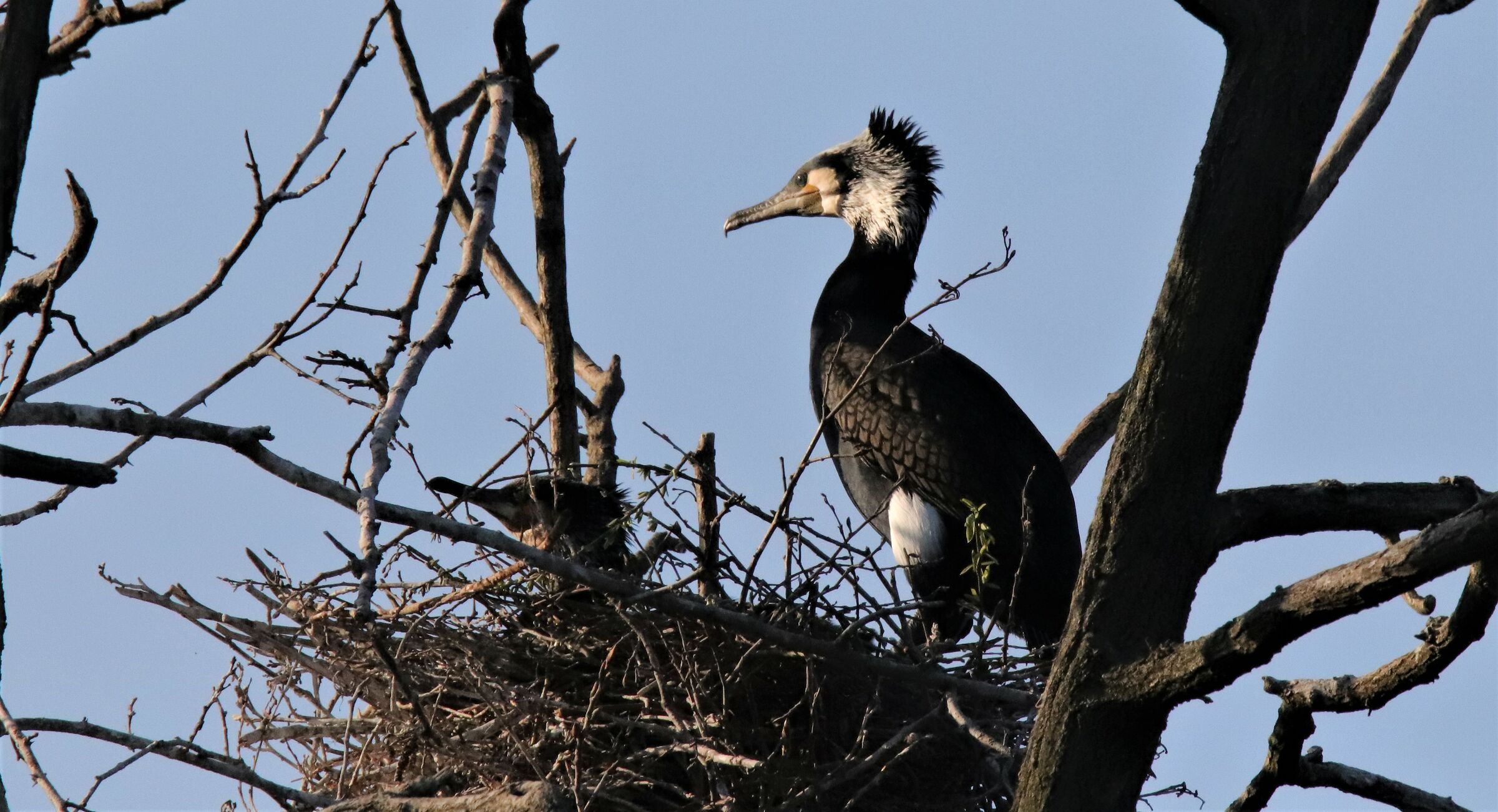 cormorantports food to the female