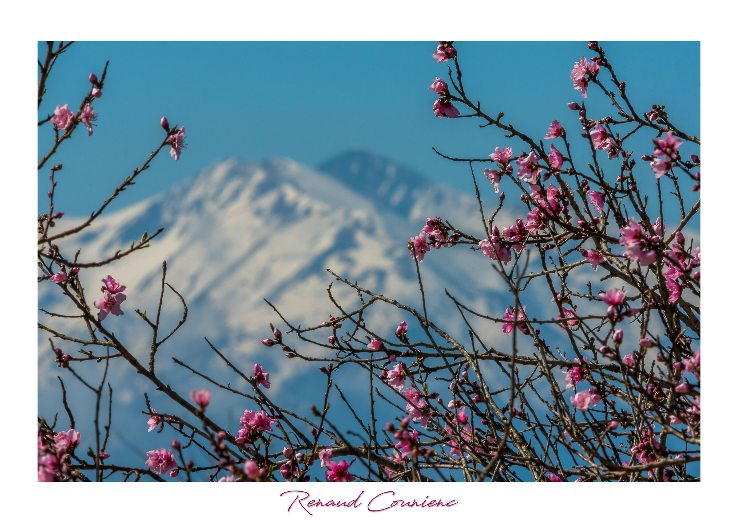 La montagna dietro gli alberi di pesca
