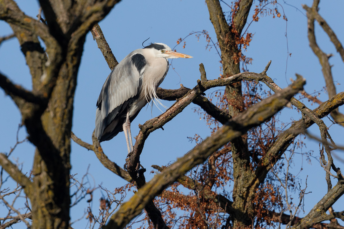Ash heron at sunset ...