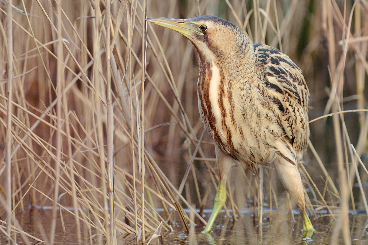 Bittern