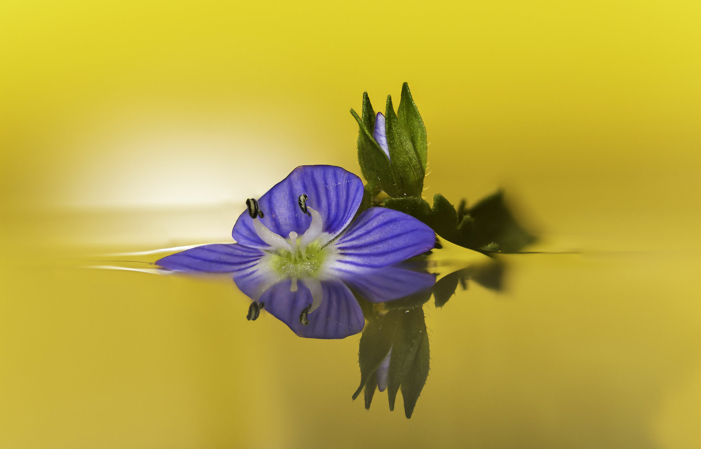 riflessi degli occhi di Maria