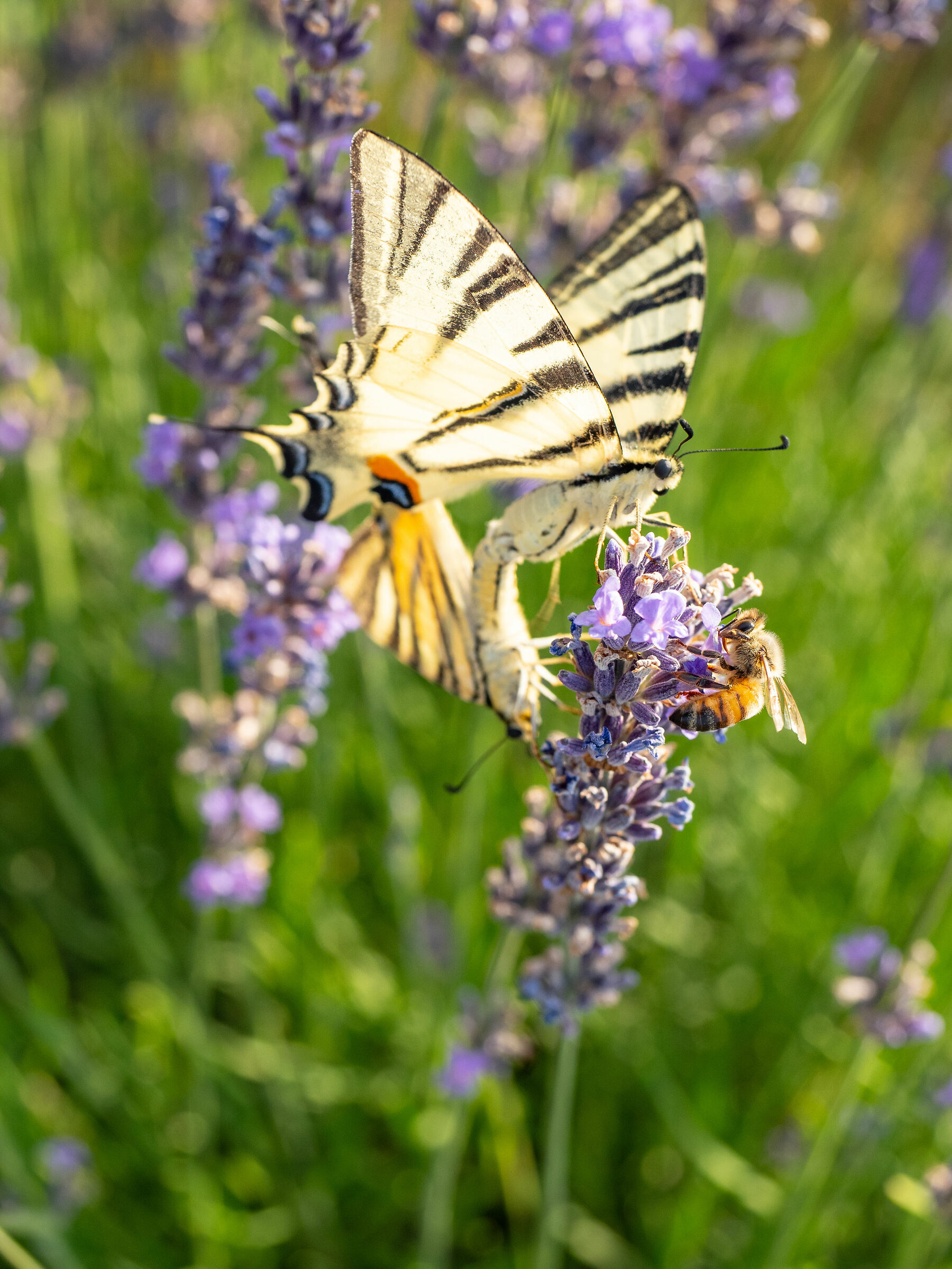 Farfalle, api e lavanda e la primavera