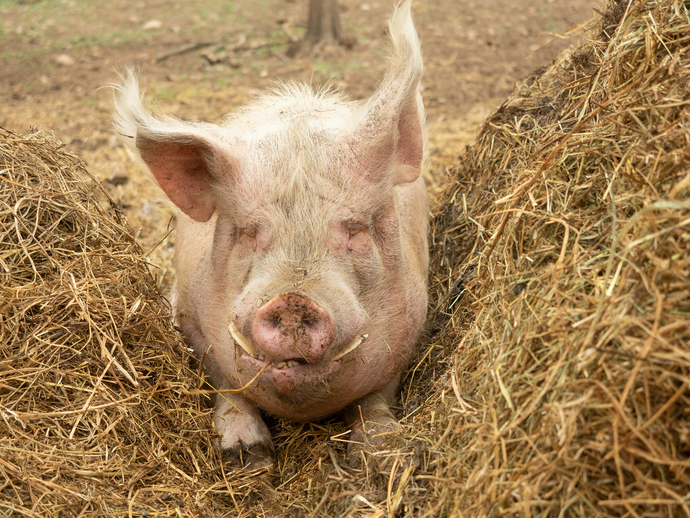 Il maiale al santuario