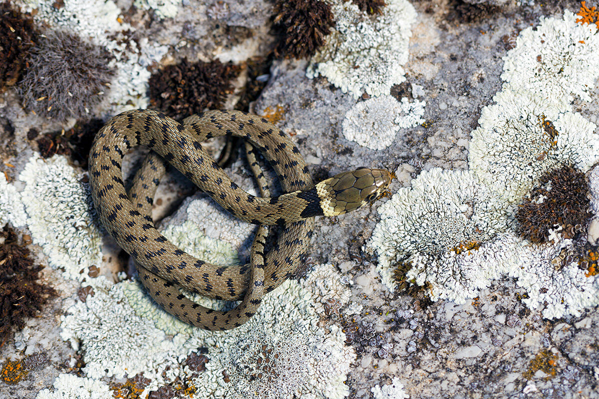 Collard nostril (pattern)