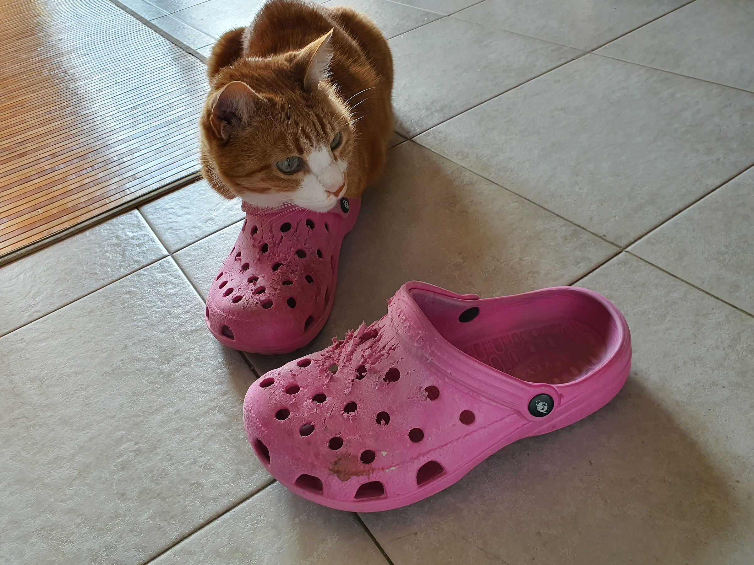 Chicco e le ciabatte