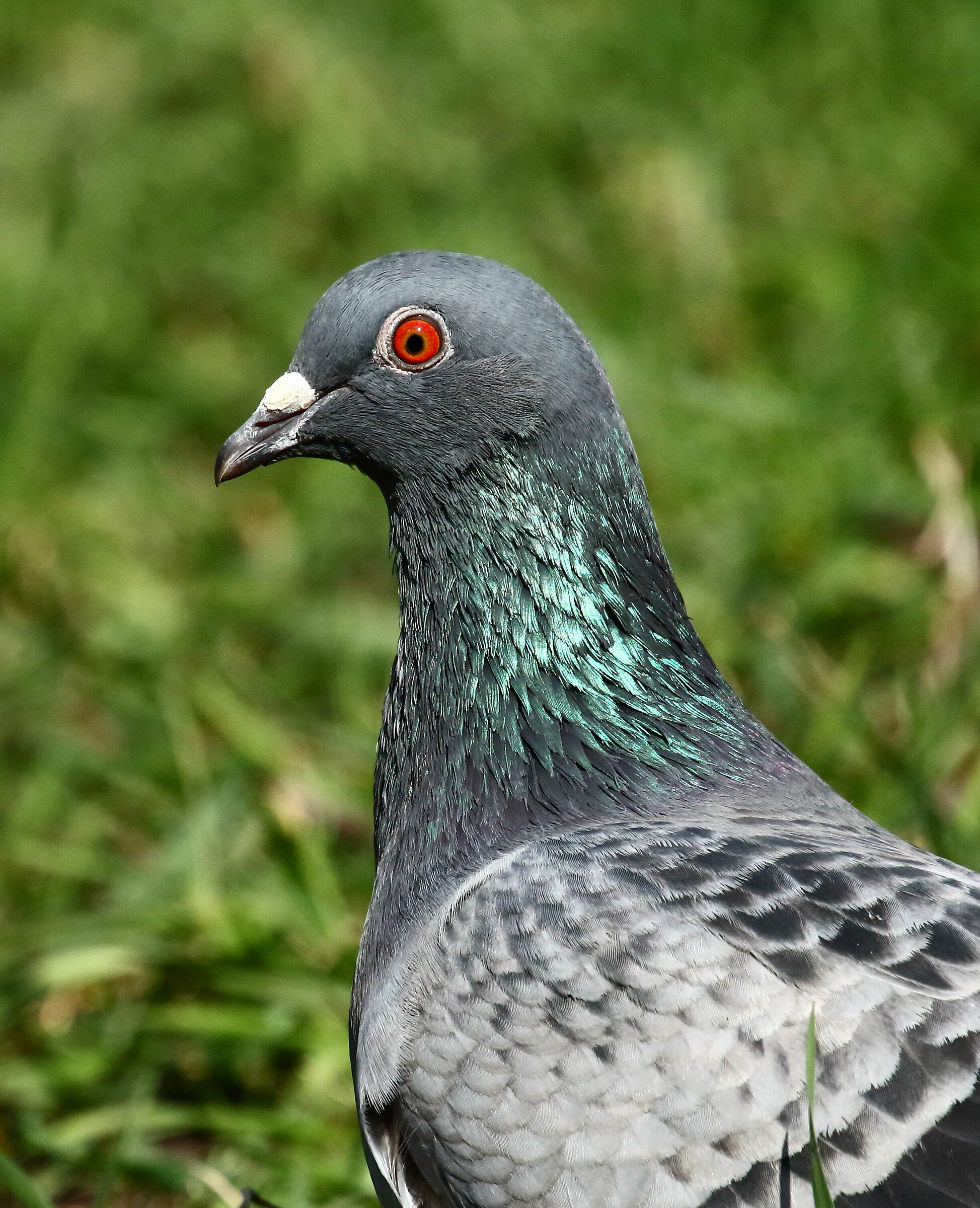 anche per me e' Primavera!