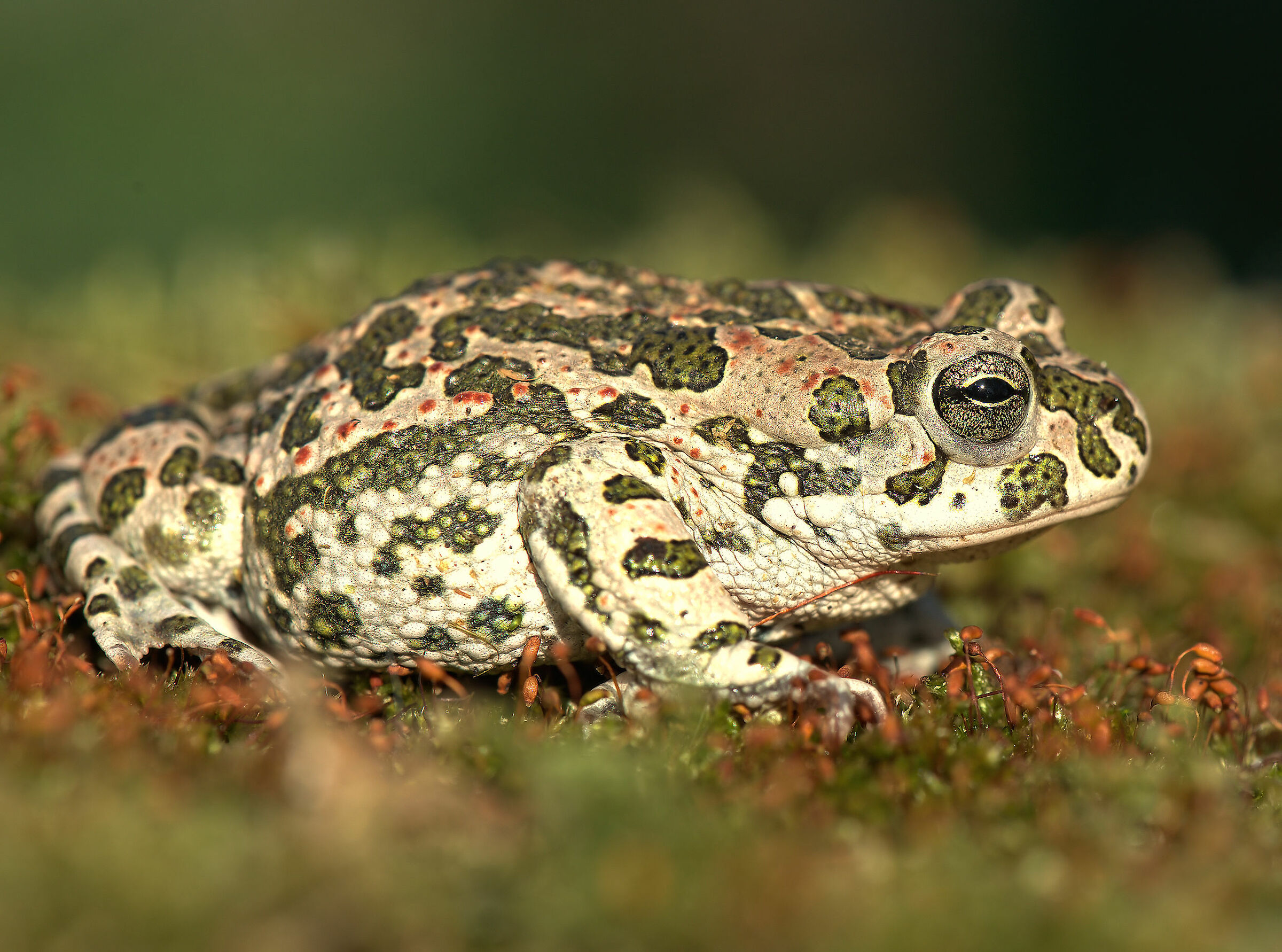 Emerald Toad