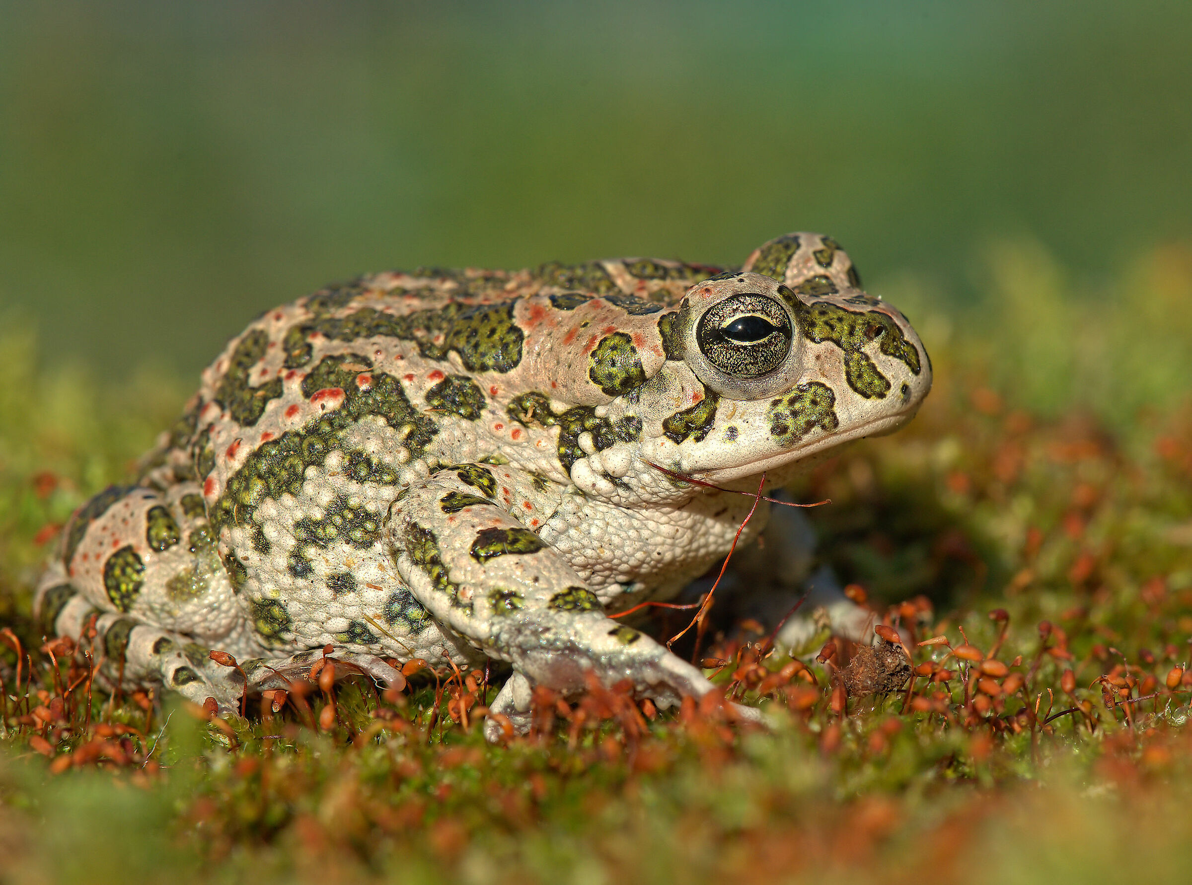 Emerald Toad
