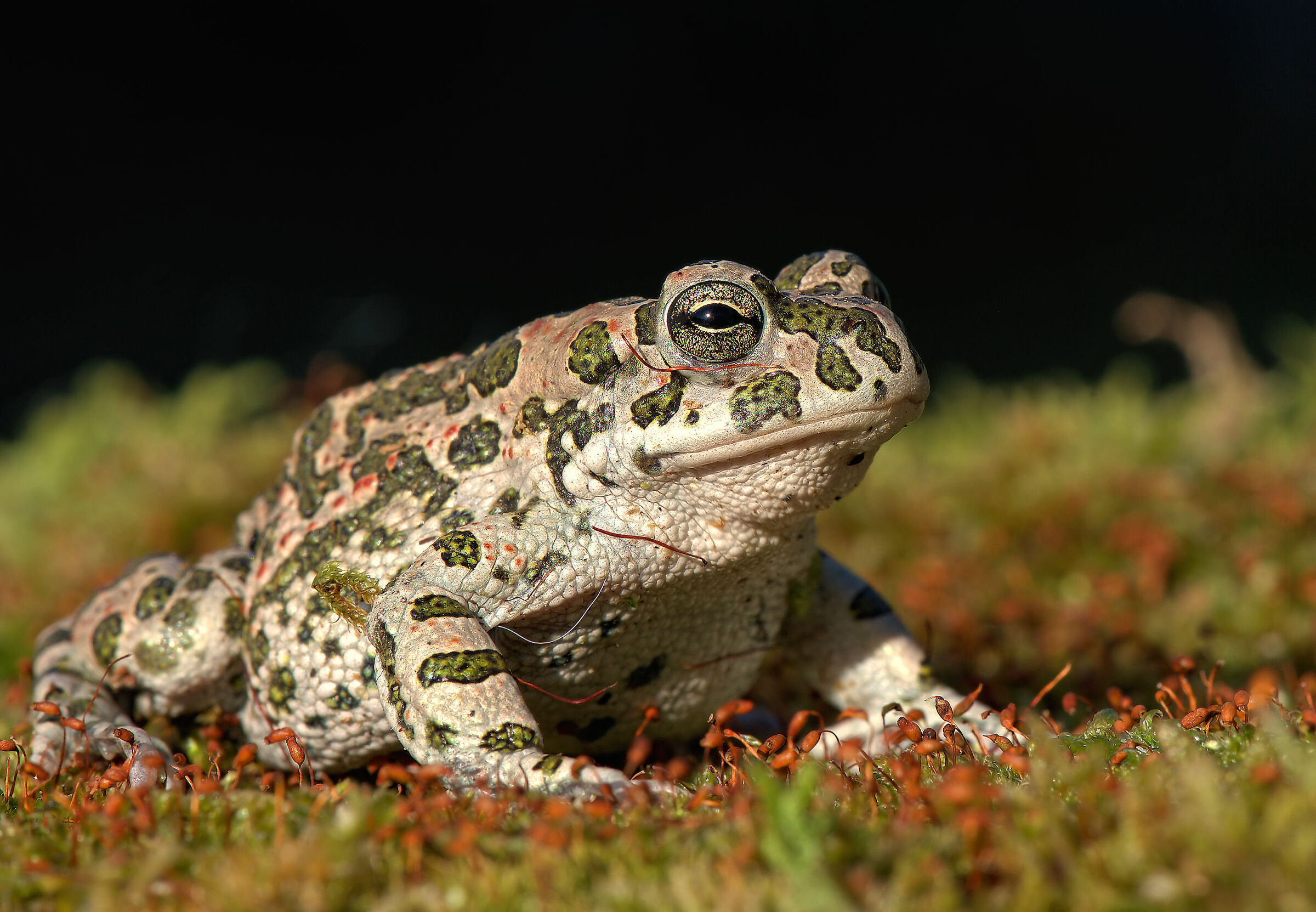 Emerald Toad