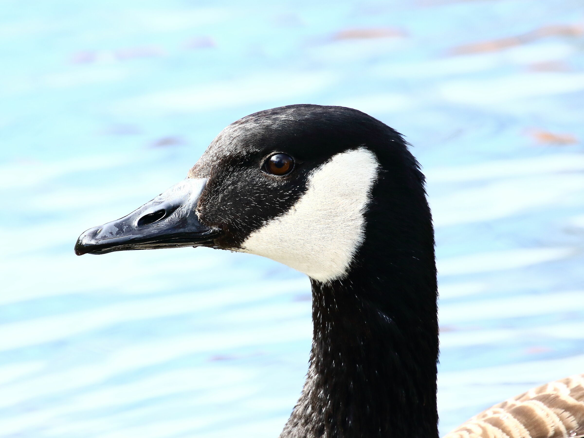 Close-up of Canadian goose