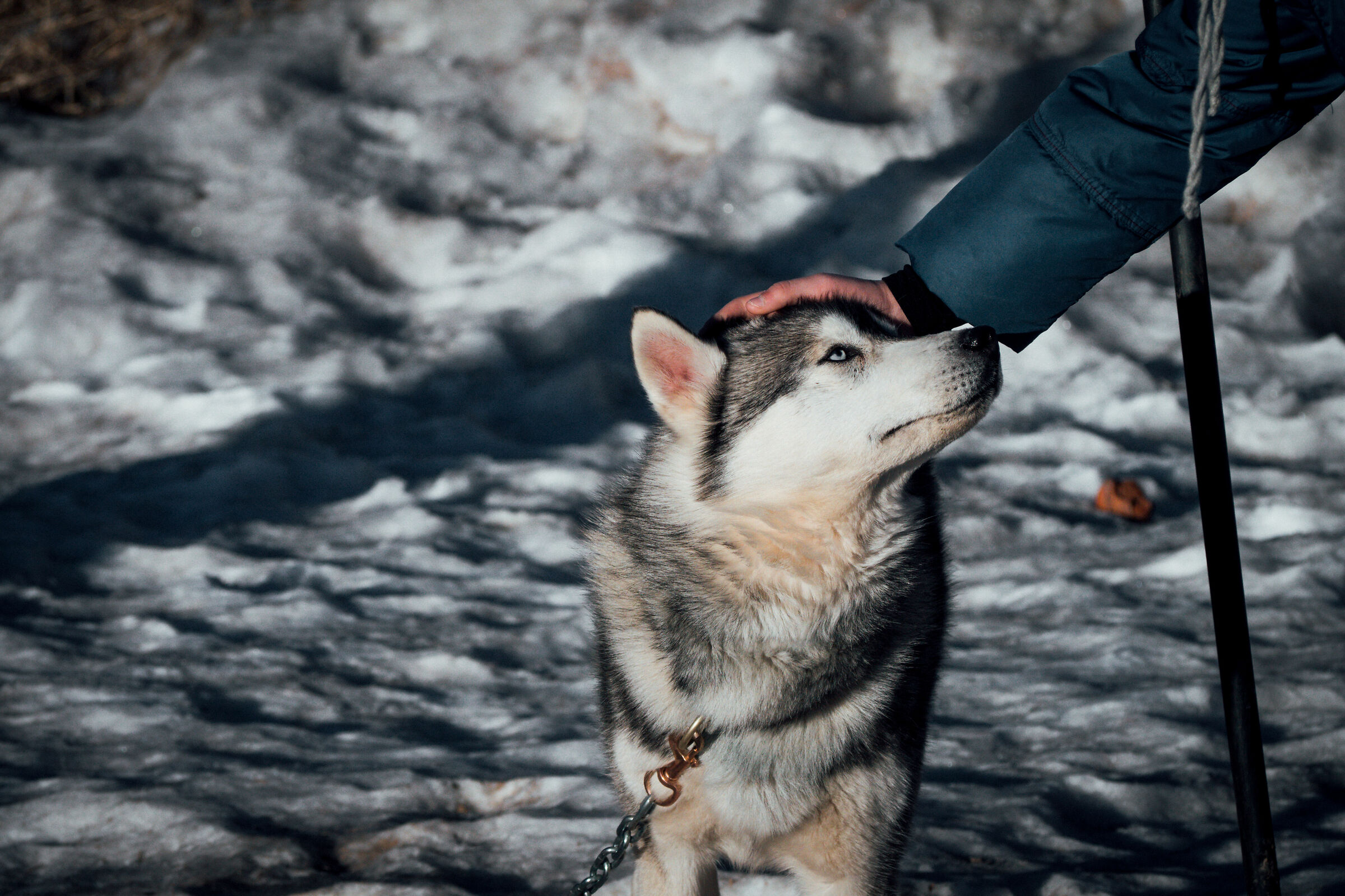 Chained but faithful