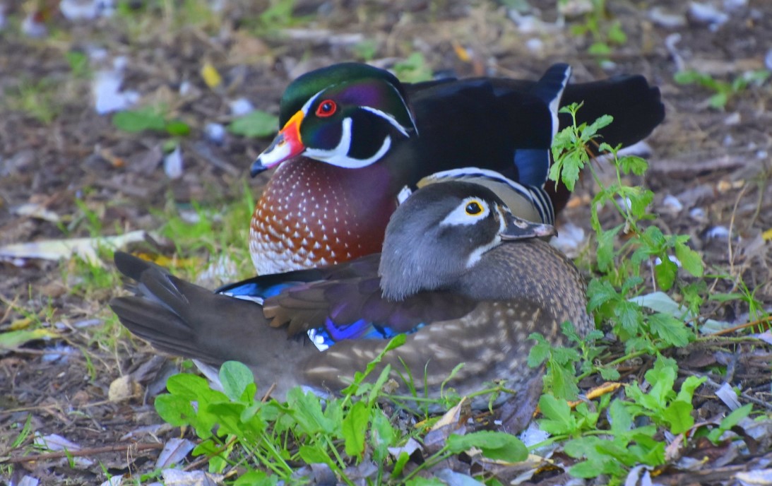 Coppia di anatra sposa