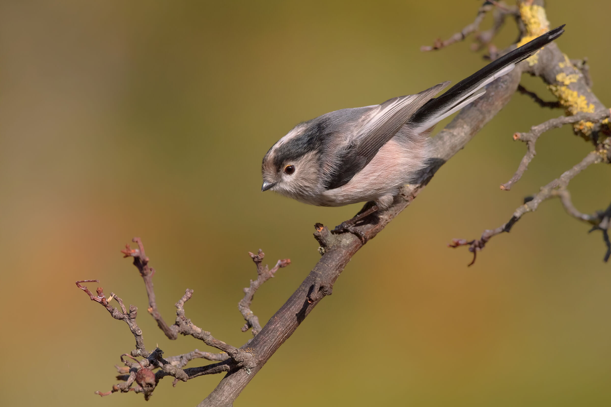 Codibugnolo 4K (inverno 2017)