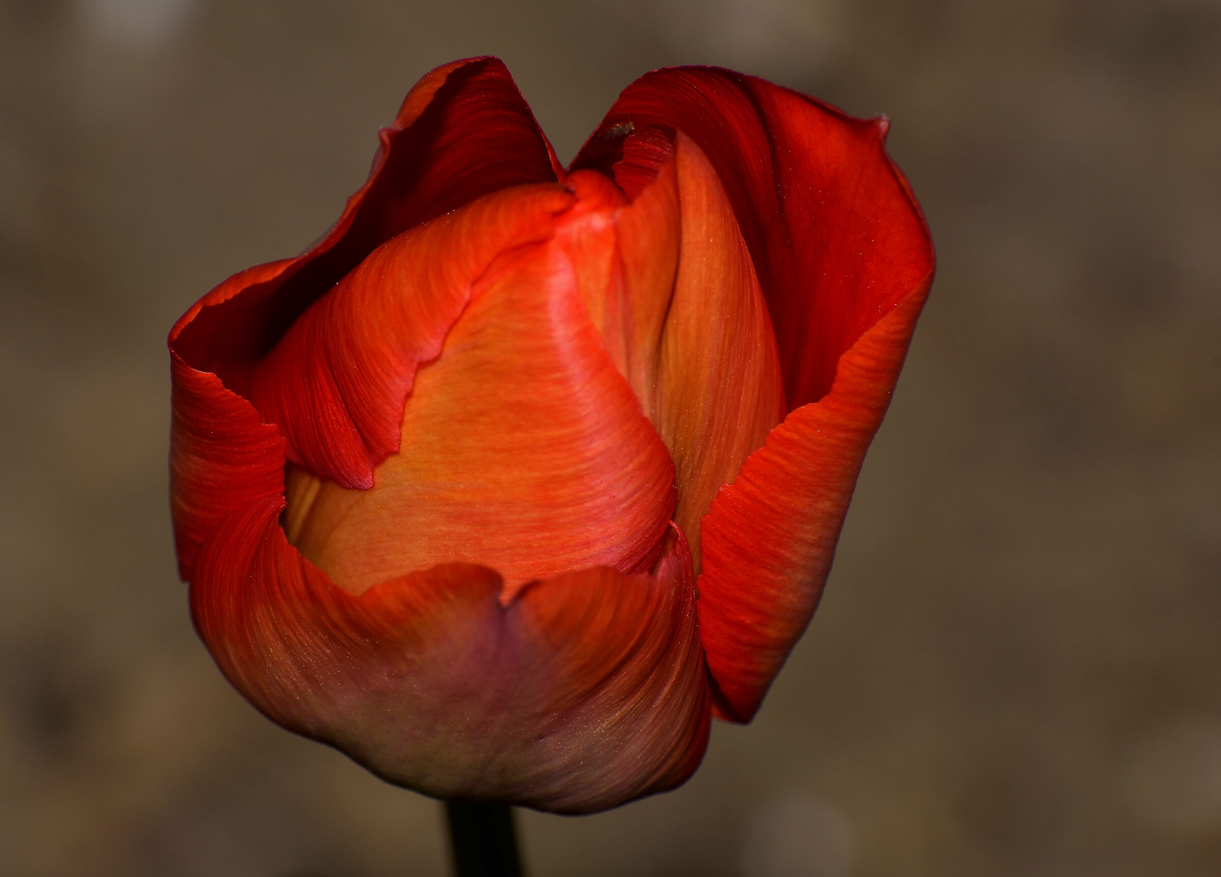 Tulip almost open