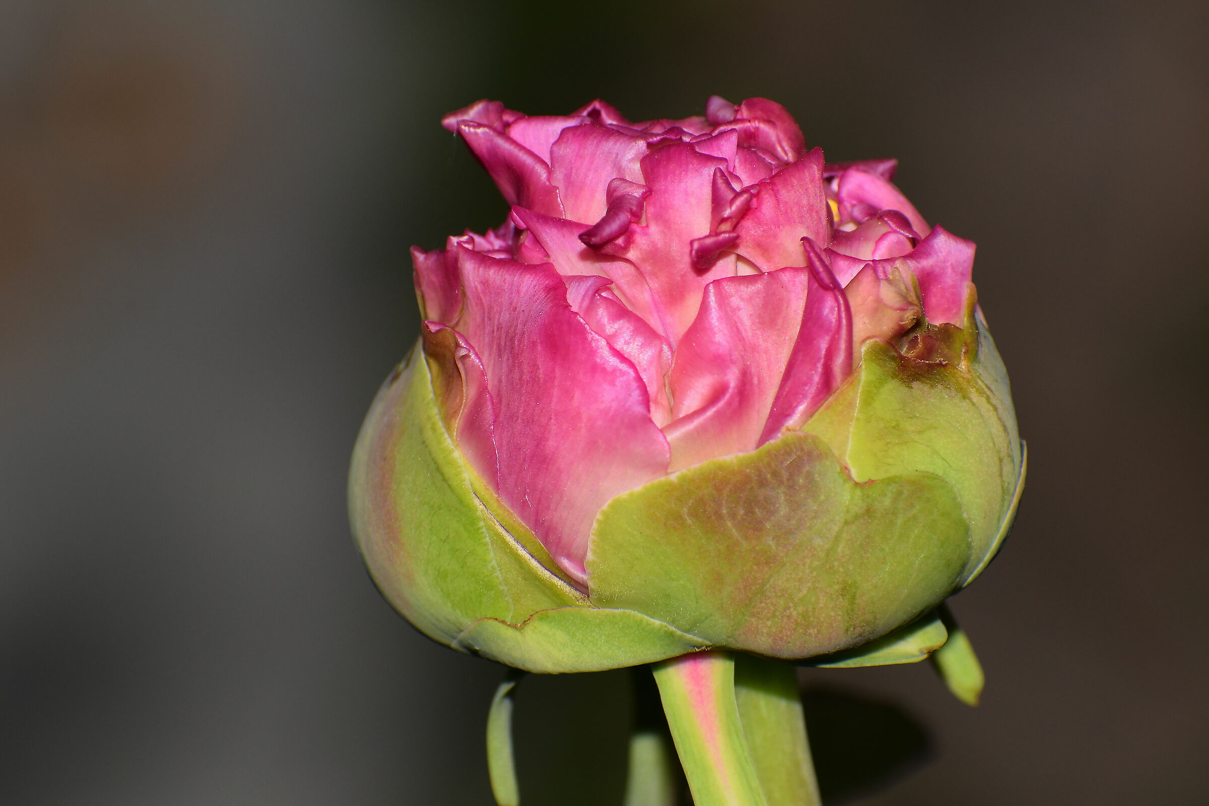 Peonia in apertura 2