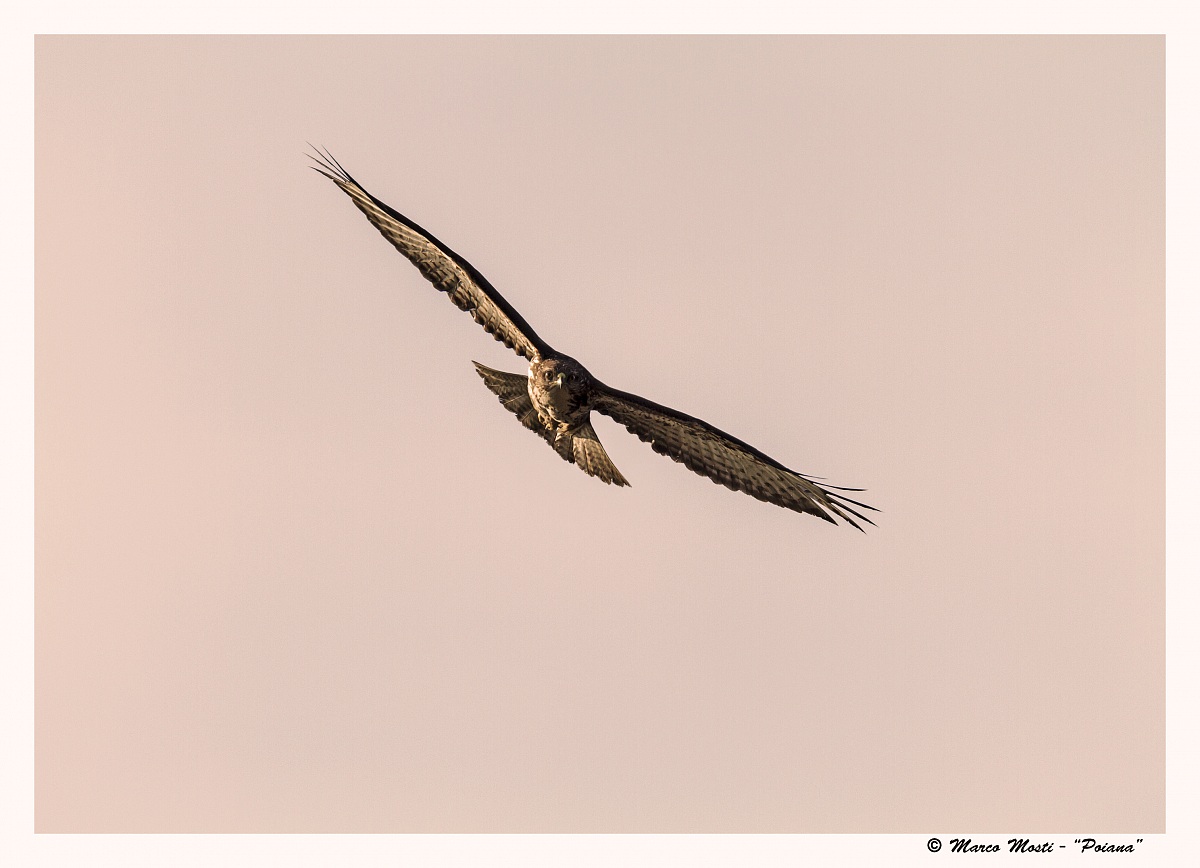 Buzzard hunting 2