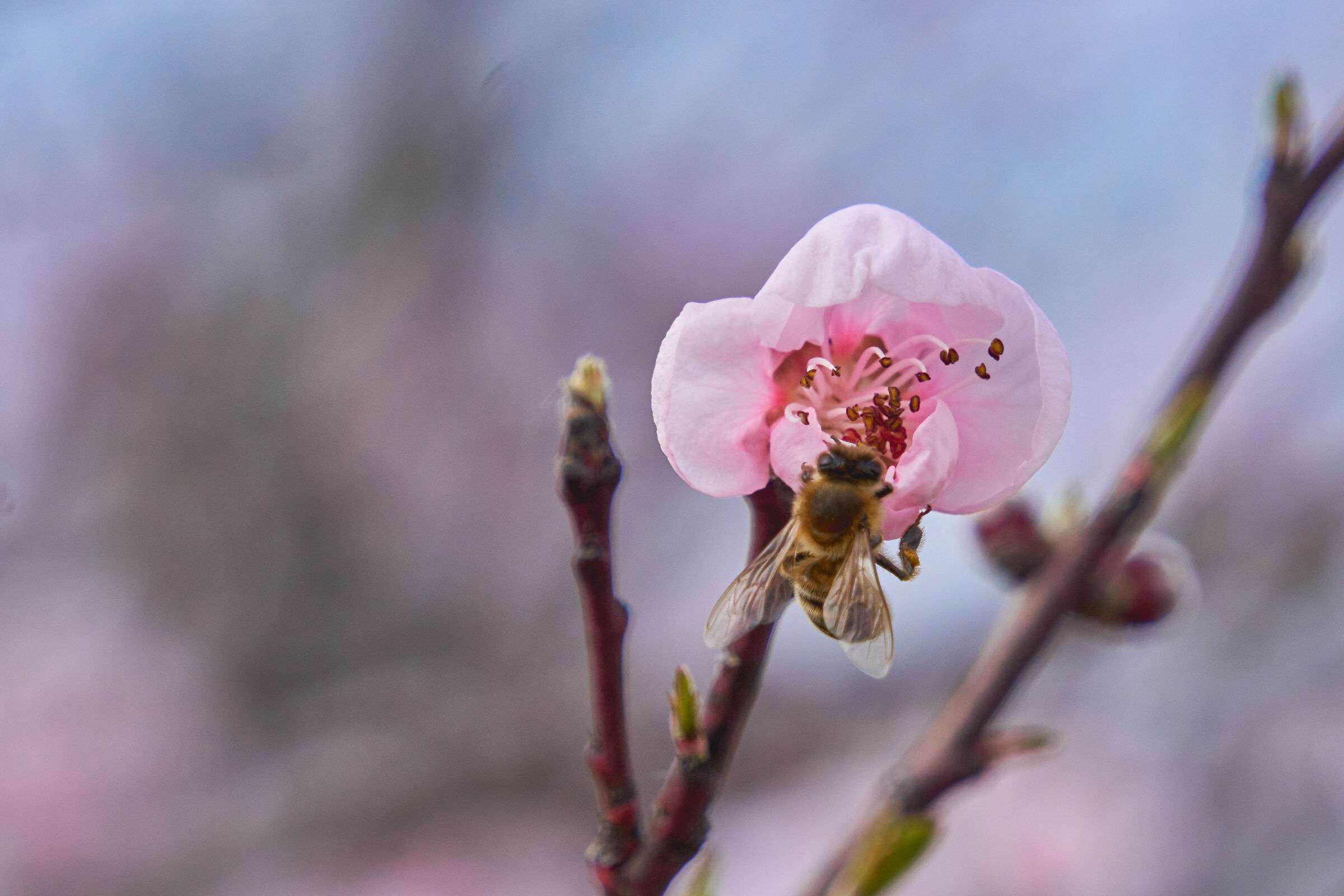 Flowering Bee - Version 2